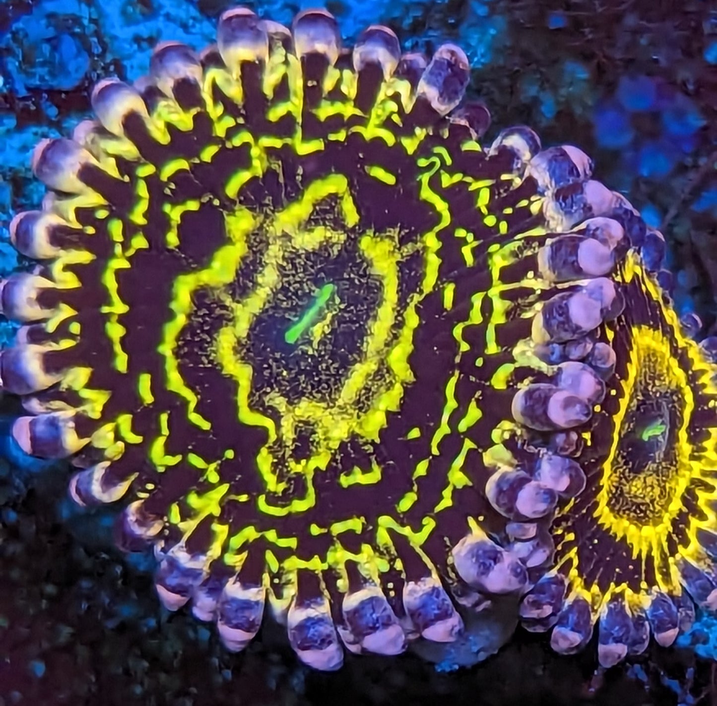 Strathosphere Zoanthids WYSIWYG