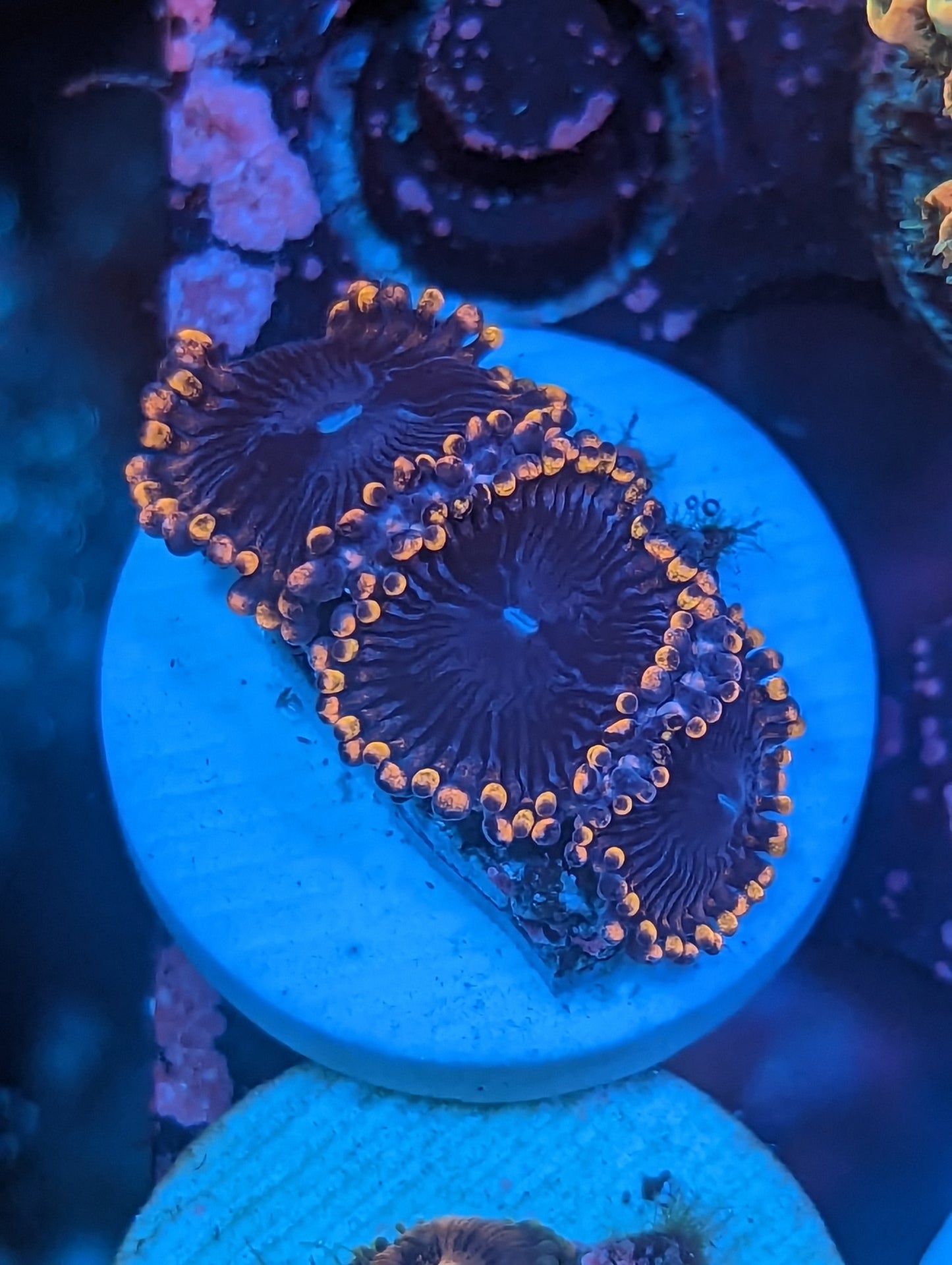WYSIWYG The Matrix Zoanthids