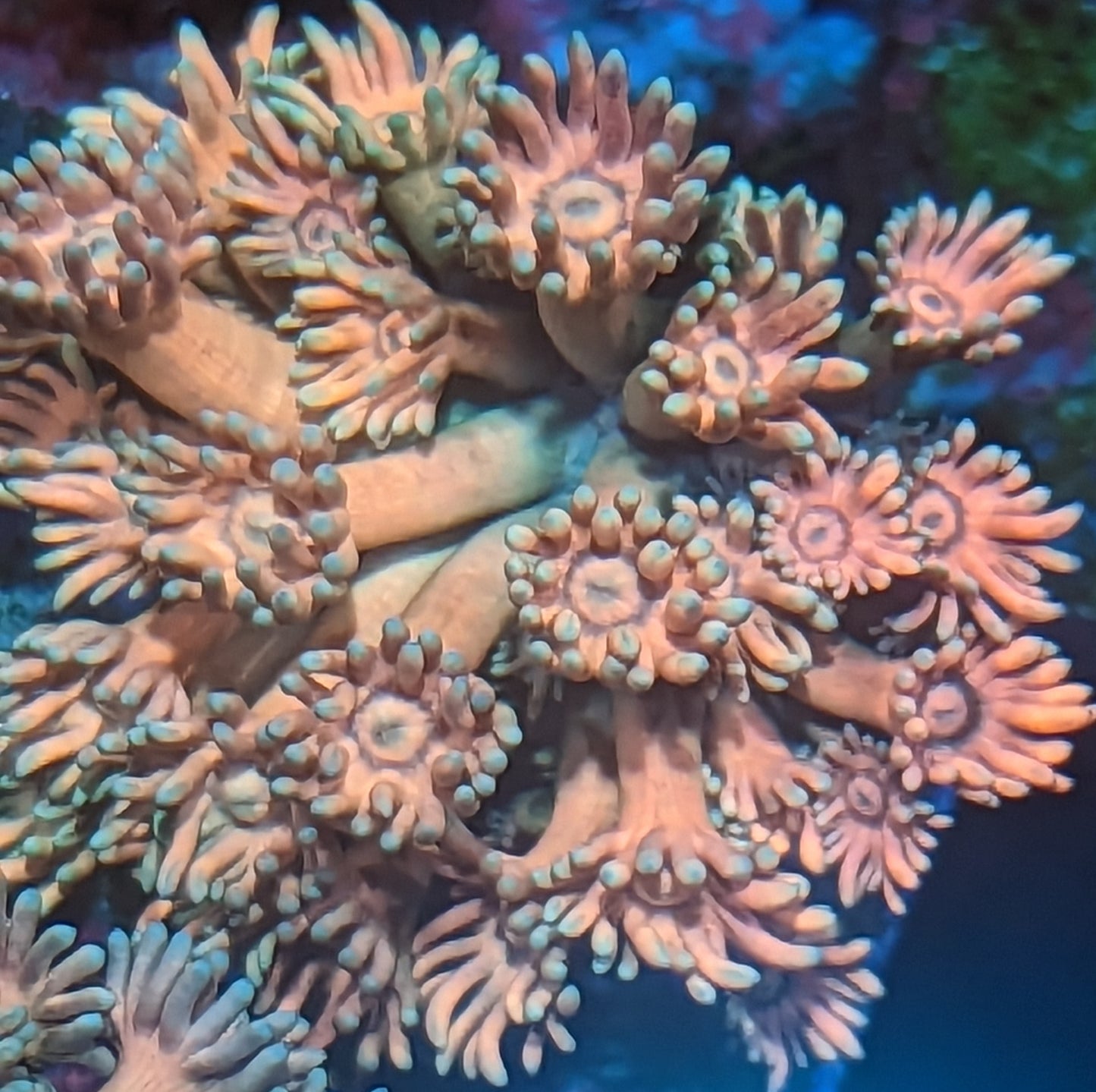 WYSIWYG VC Rainbow Goniopora