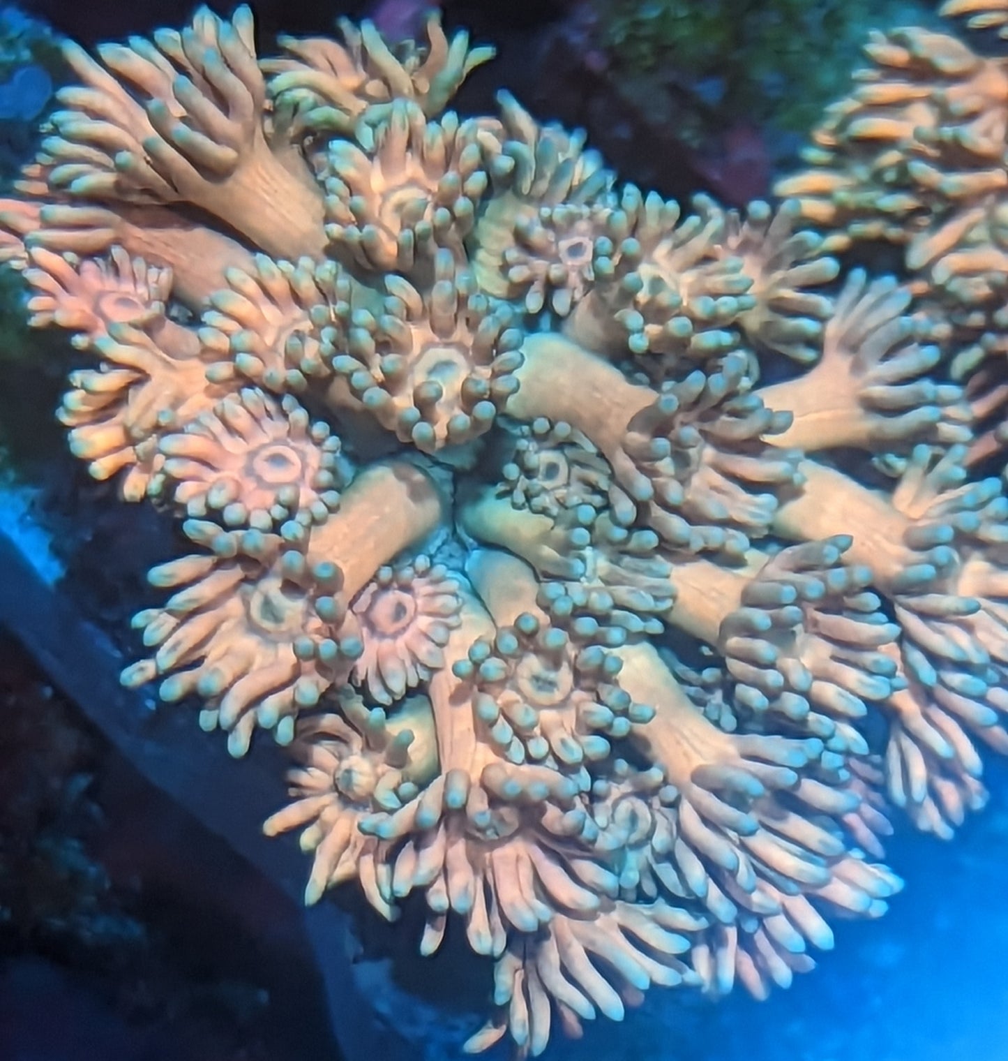 WYSIWYG VC Rainbow Goniopora