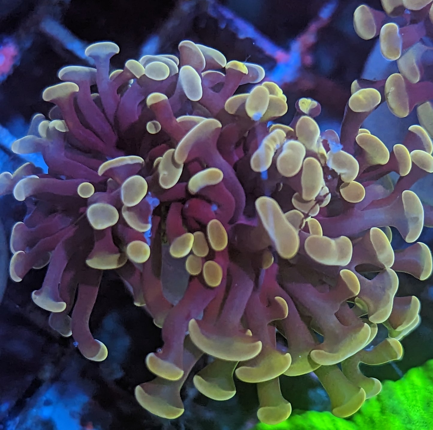 WYSIWYG Pink Hammer
