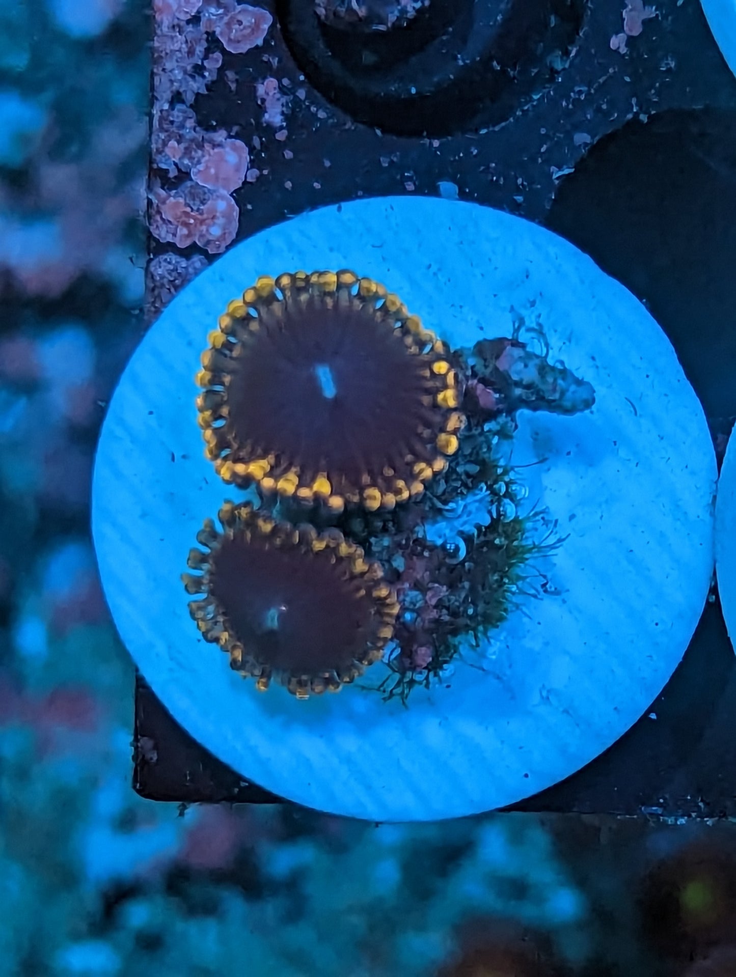 WYSIWYG 2H The Matrix Zoanthids