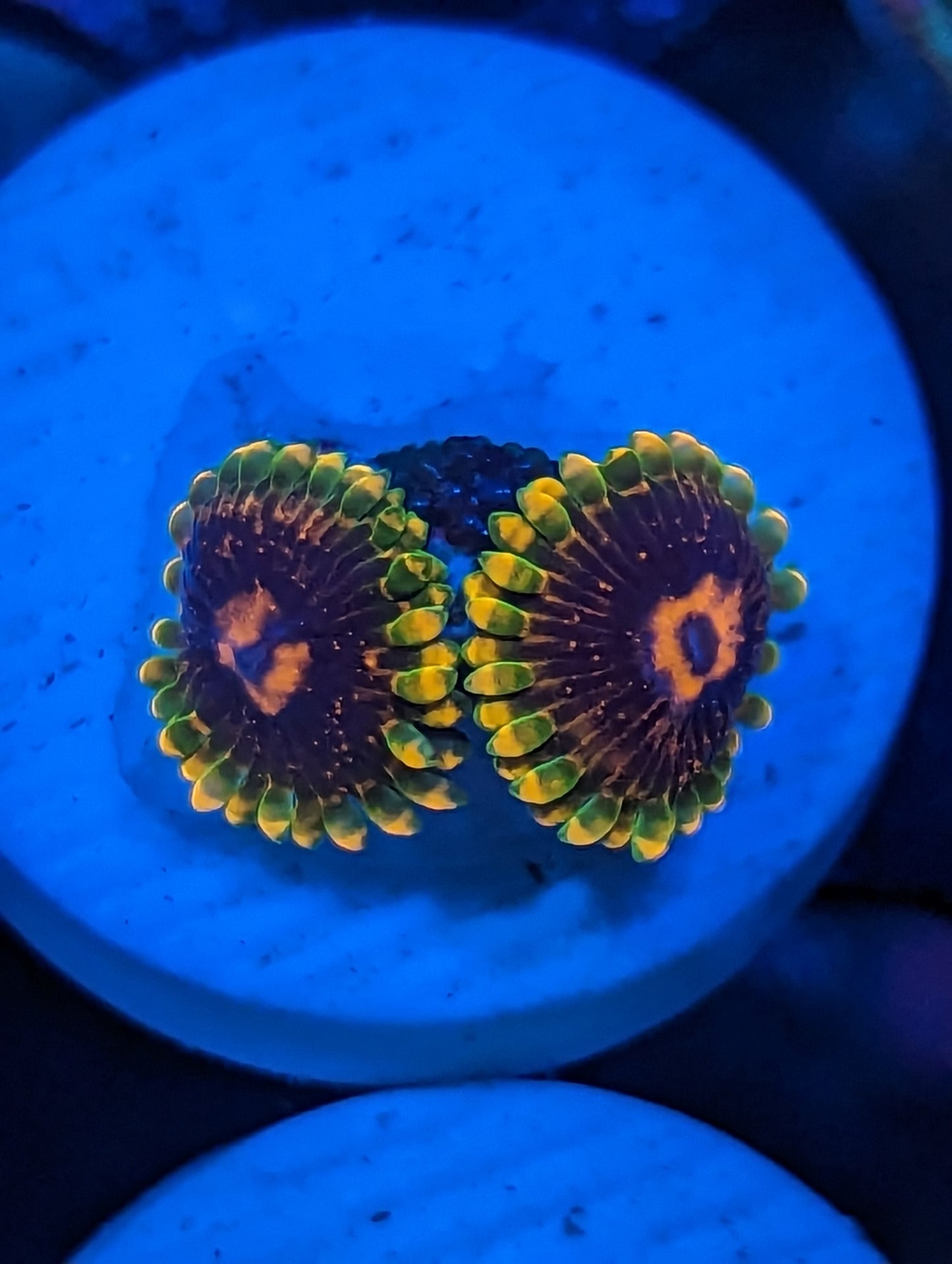 WYSIWYG 2H Jedi Mind Tricks Zoanthids