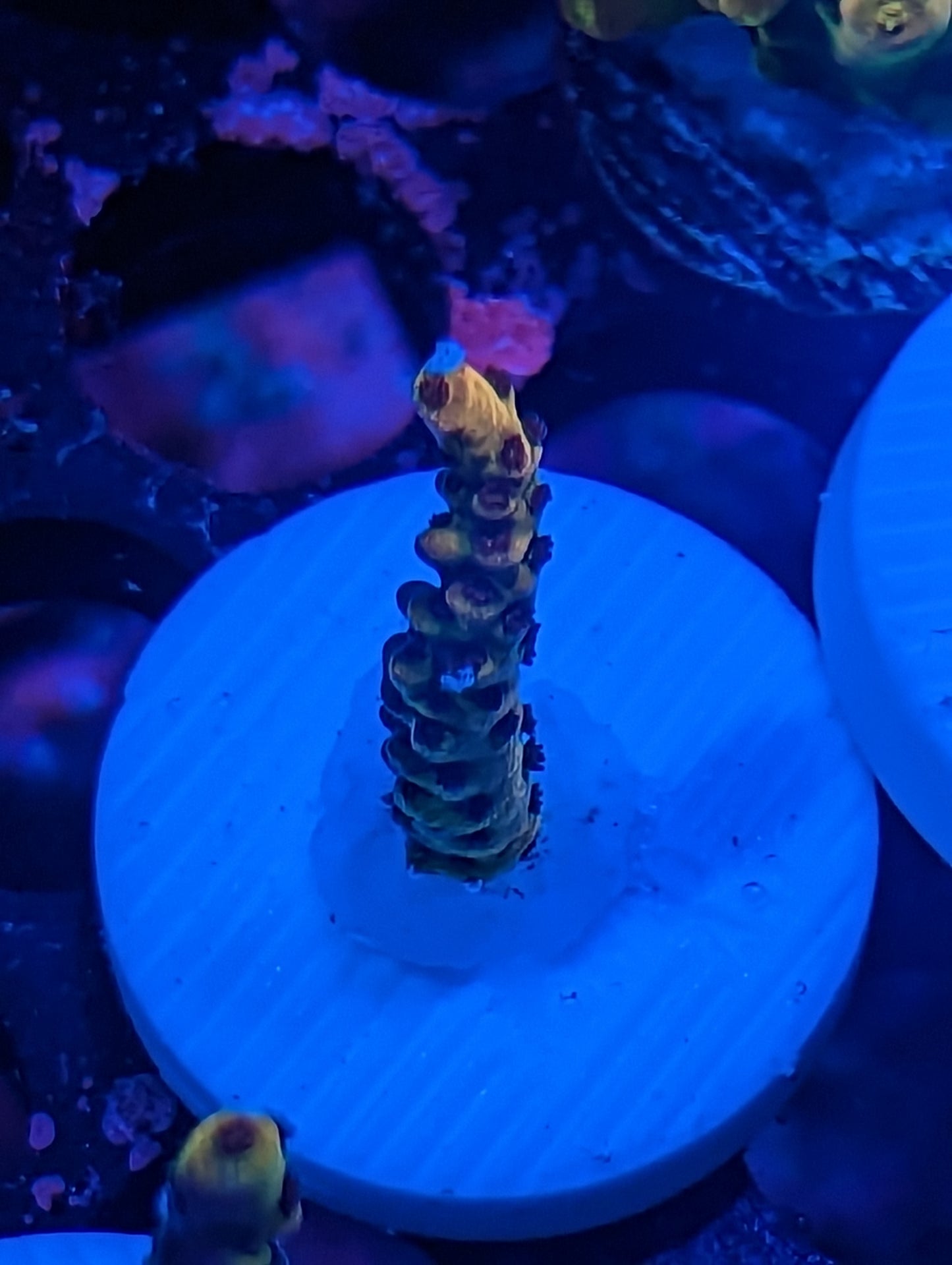 WYSIWYG PC Rainbow Acropora