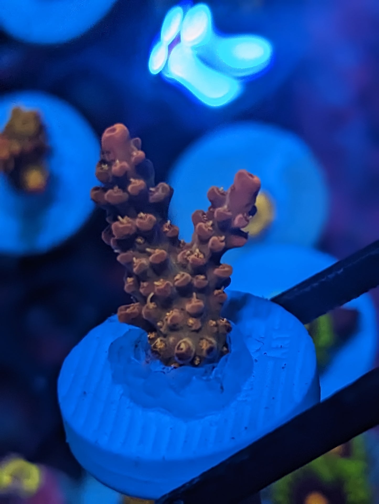 WYSIWYG Voodoo Majik Acropora