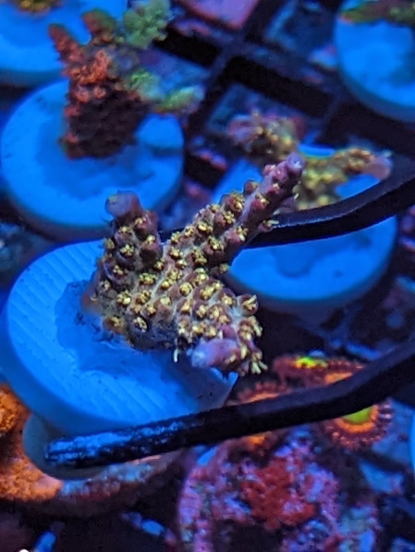 WYSIWYG Tyre Pinky The Bear Acropora