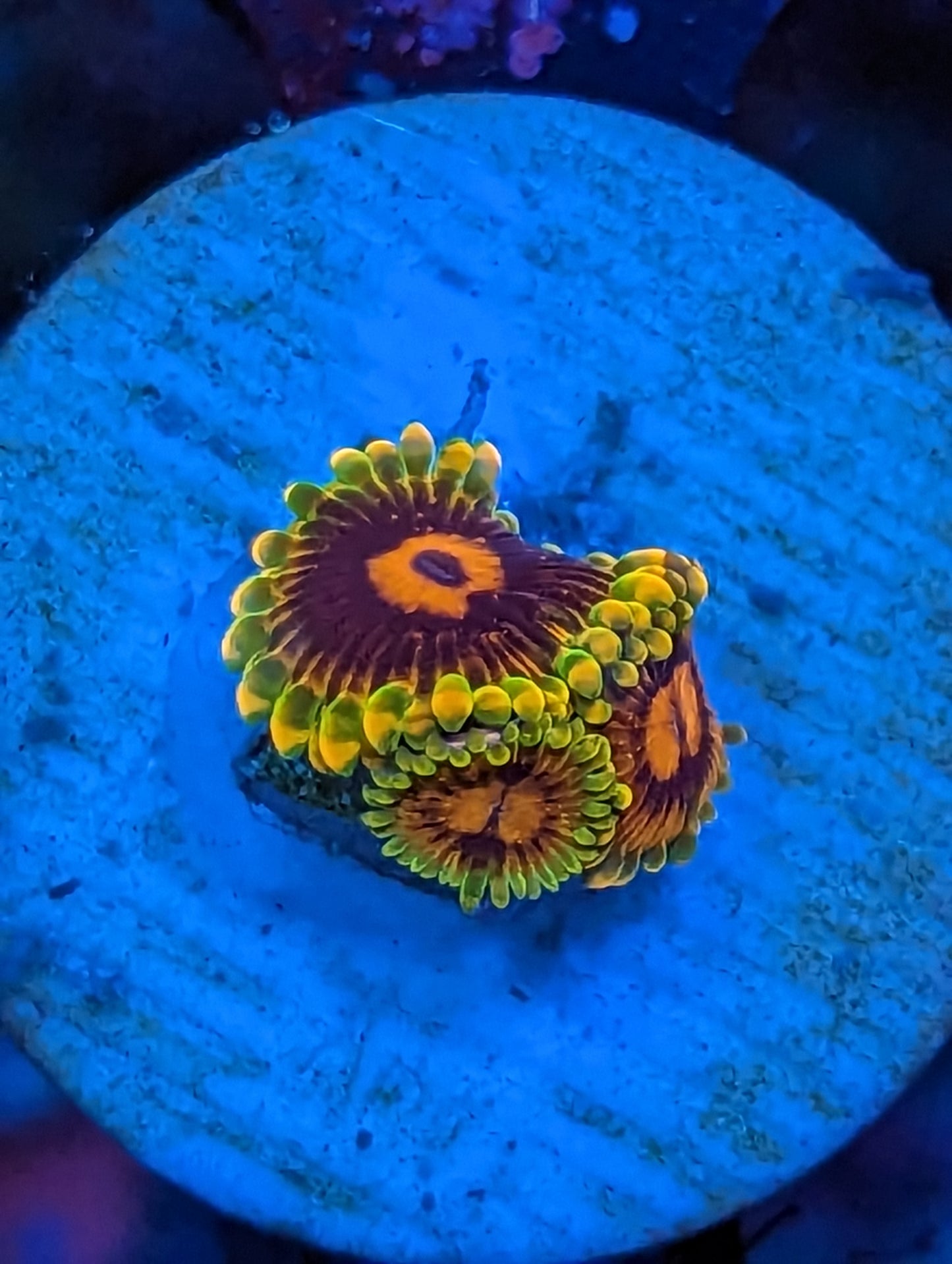 WYSIWYG Jedi Mind Tricks Zoanthids
