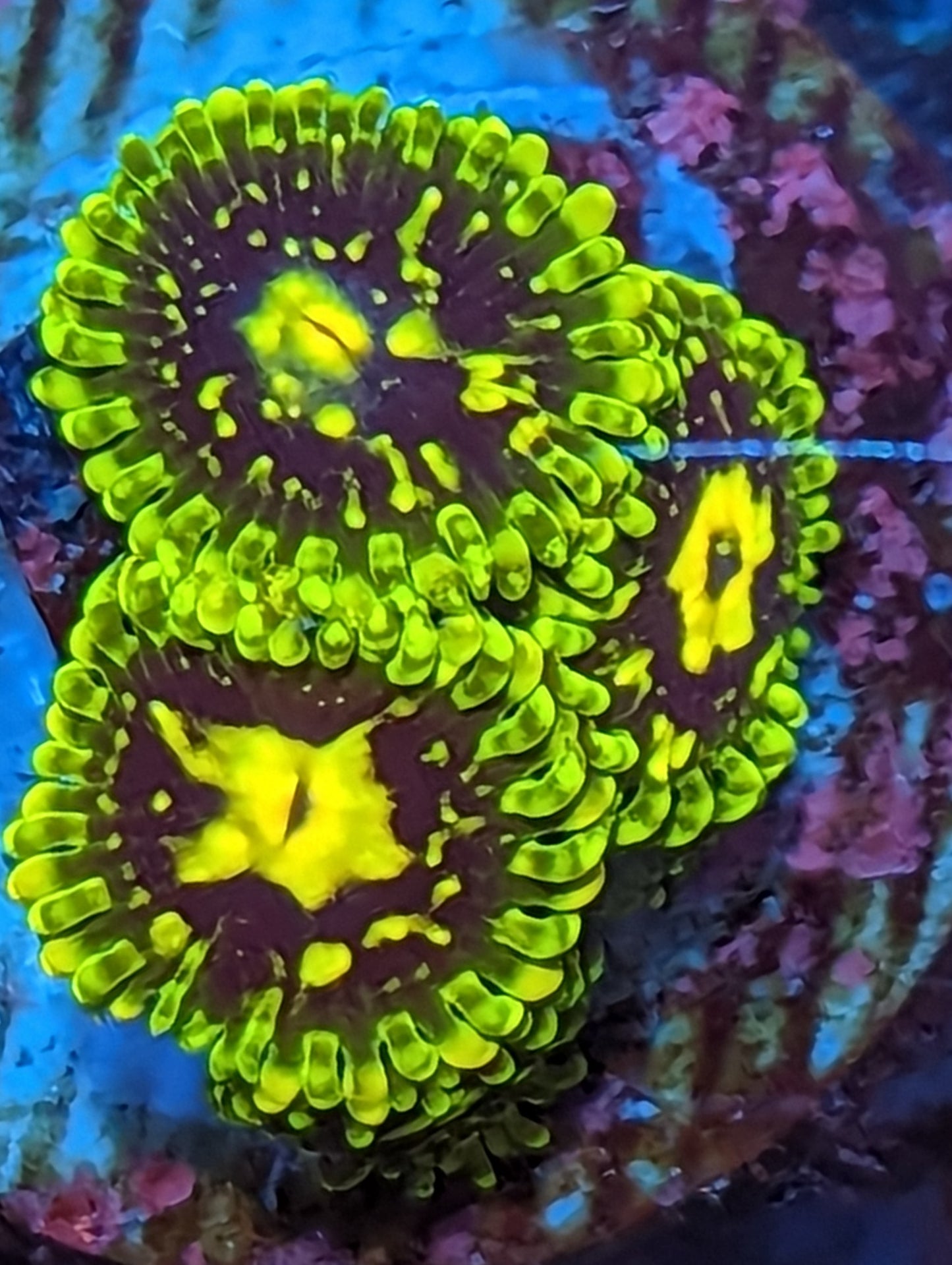 WYSIWYG Exosphere Colony Zoanthids
