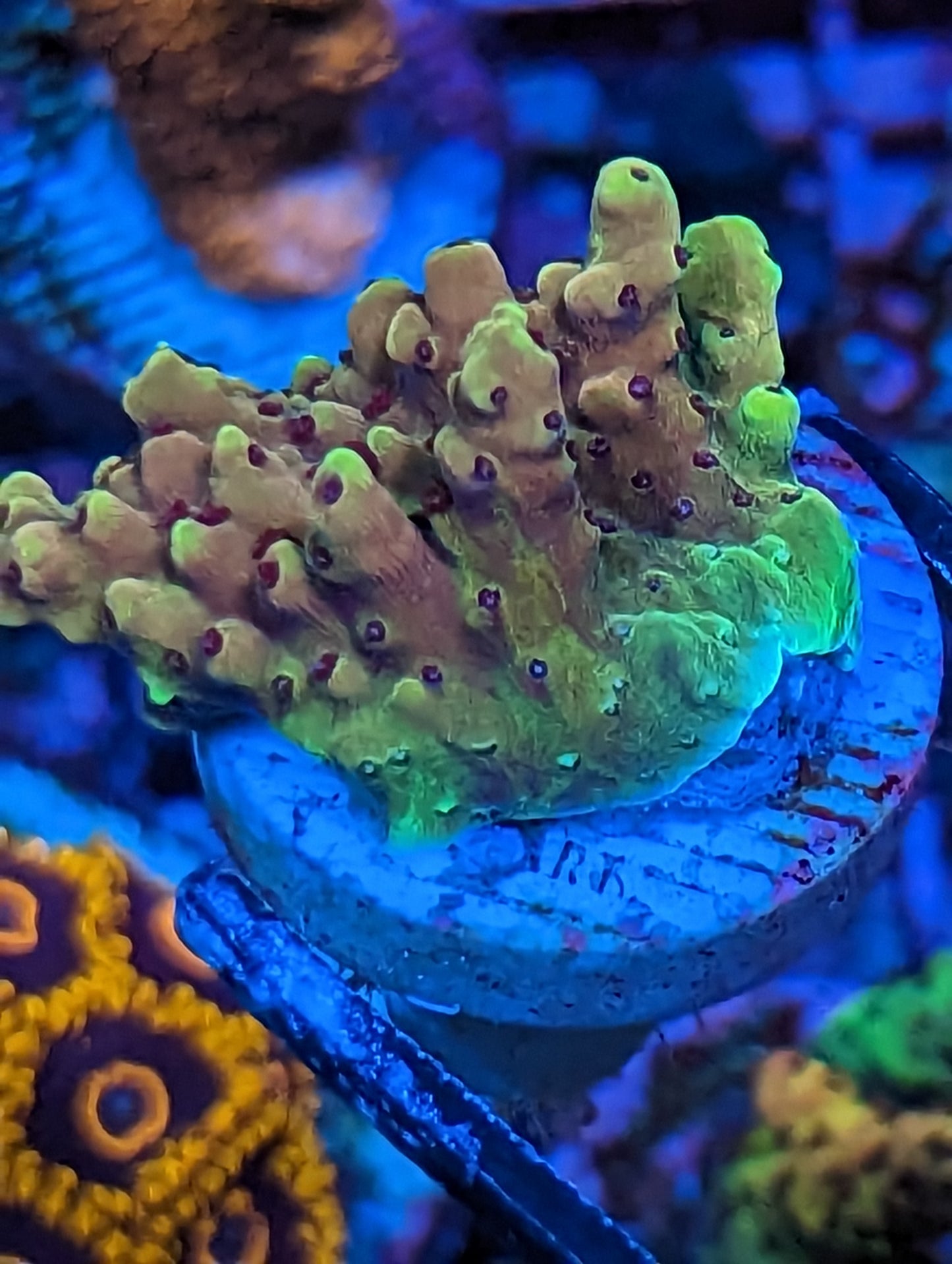 WYSIWYG Pink Cadillac Acropora