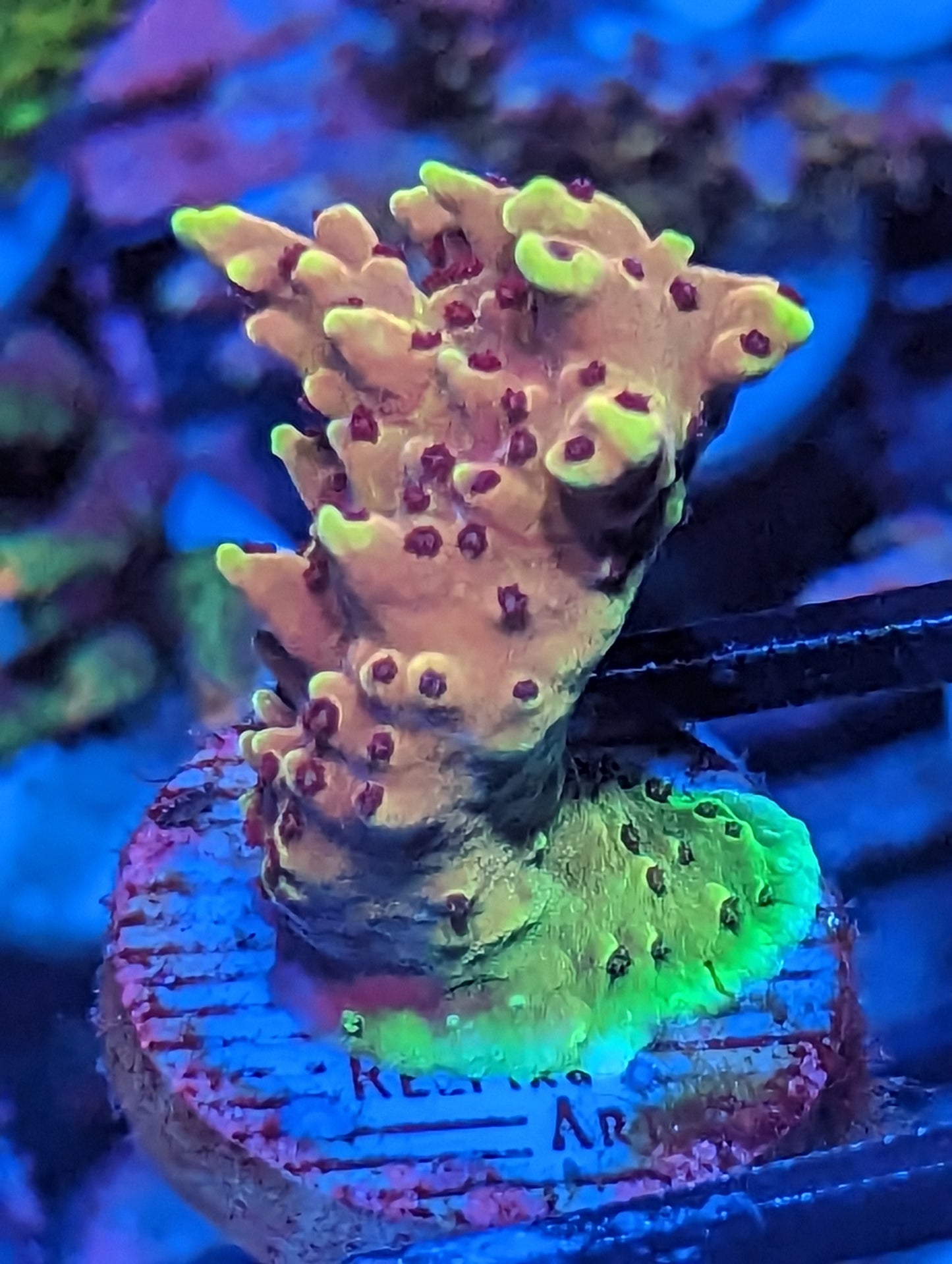 SPS Pack WYSIWYG 11 Pieces
