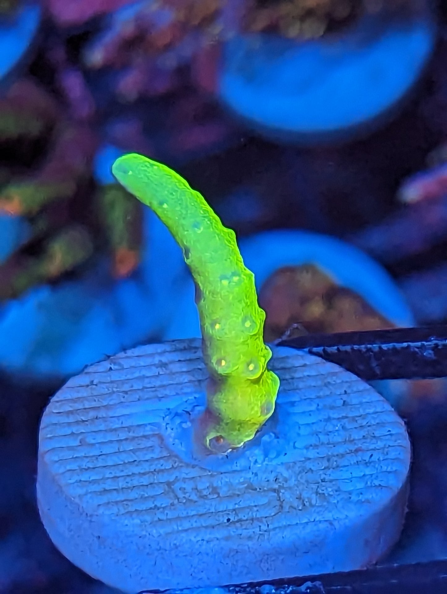 SPS Pack WYSIWYG 11 Pieces