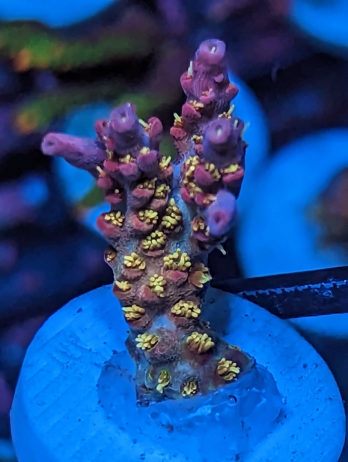 SPS Pack WYSIWYG 11 Pieces