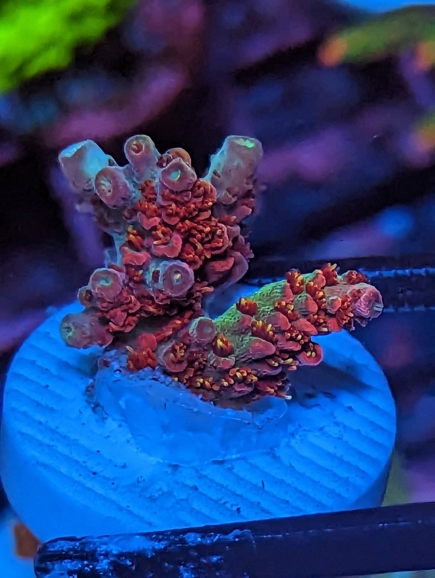 SPS Pack WYSIWYG 11 Pieces