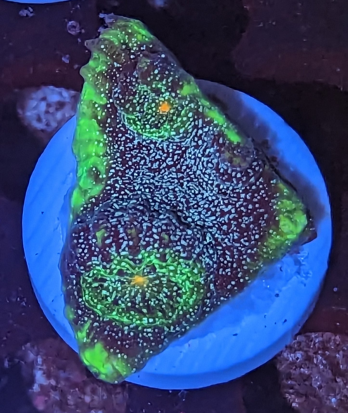 Space Candy Chalice WYSIWYG