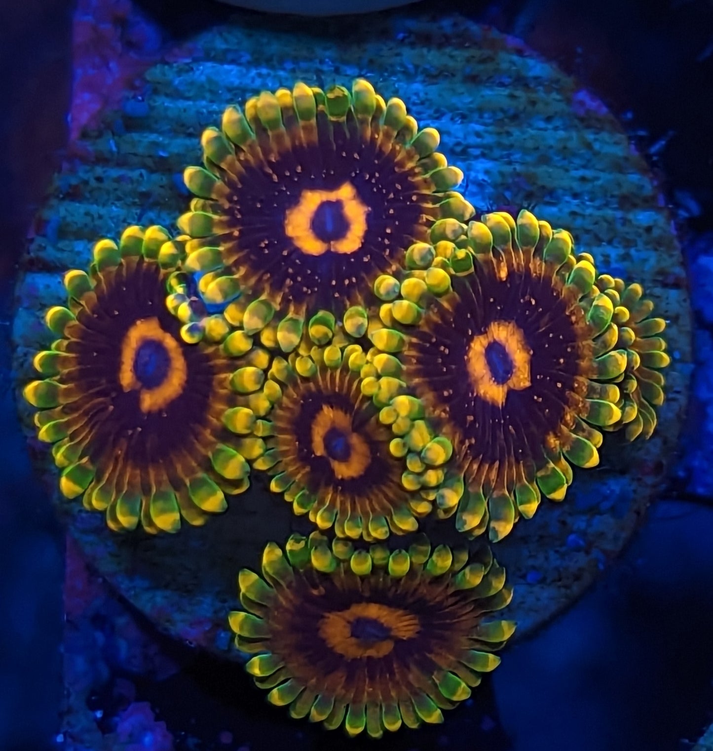 Jedi Mind Tricks Zoanthids Mini Colony WYSIWYG