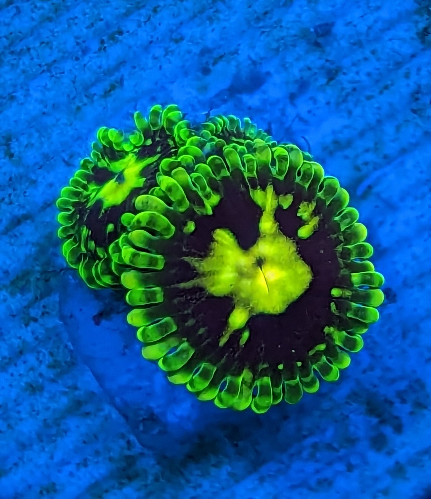Exosphere Zoanthids WYSIWYG
