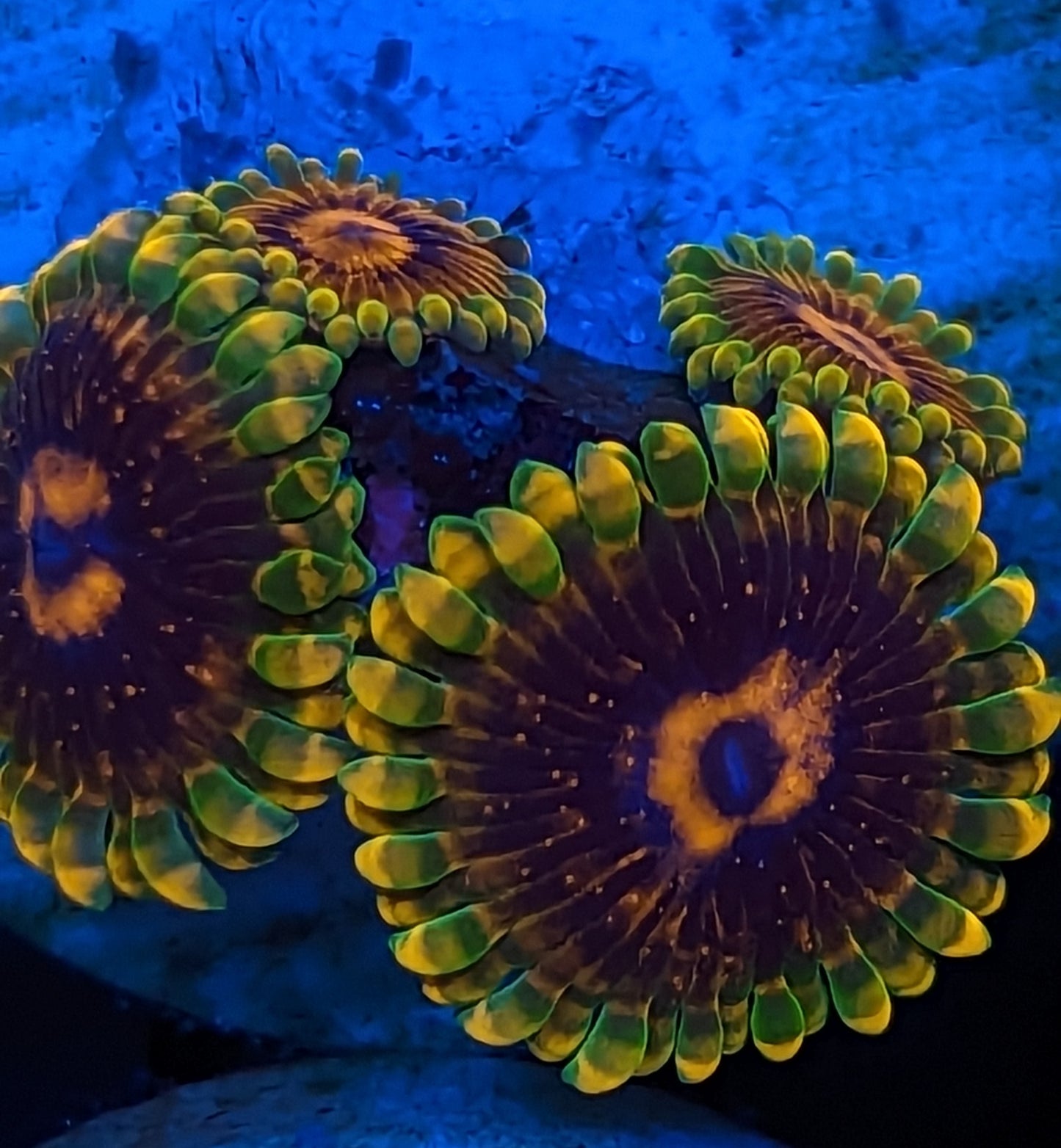 Jedi Mind Tricks Zoanthids WYSIWYG