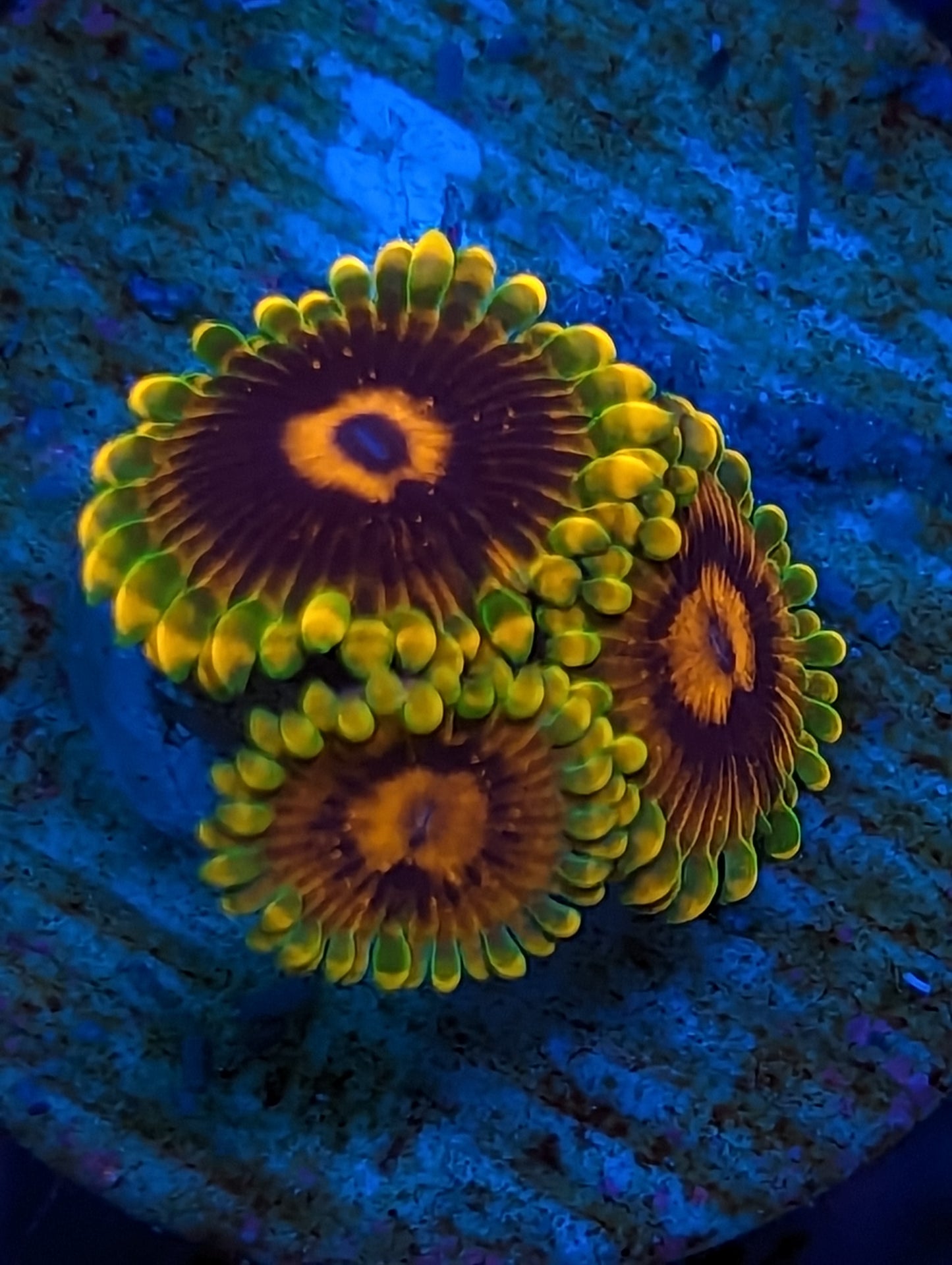 Jedi Mind Tricks Zoanthids WYSIWYG