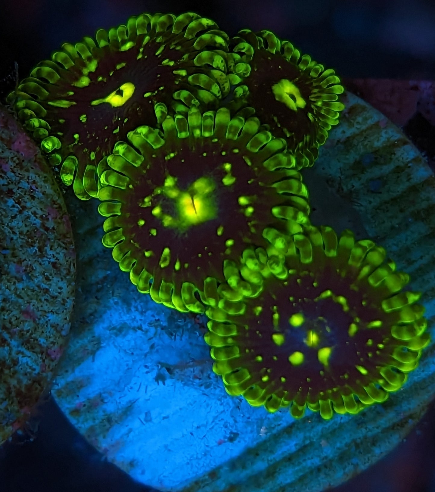 Exosphere Zoanthids WYSIWYG