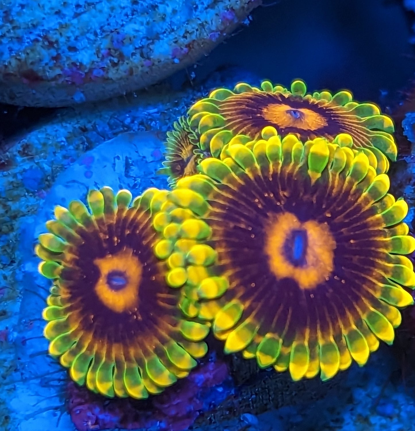 Jedi Mind Tricks Zoanthids WYSIWYG