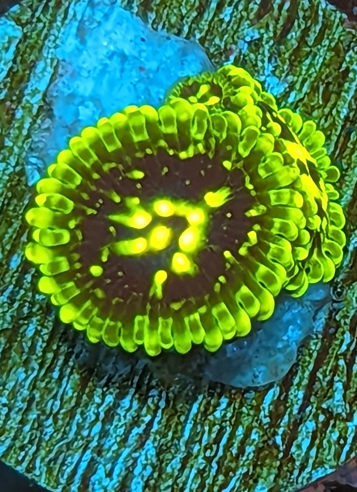 Exosphere Zoanthids WYSIWYG