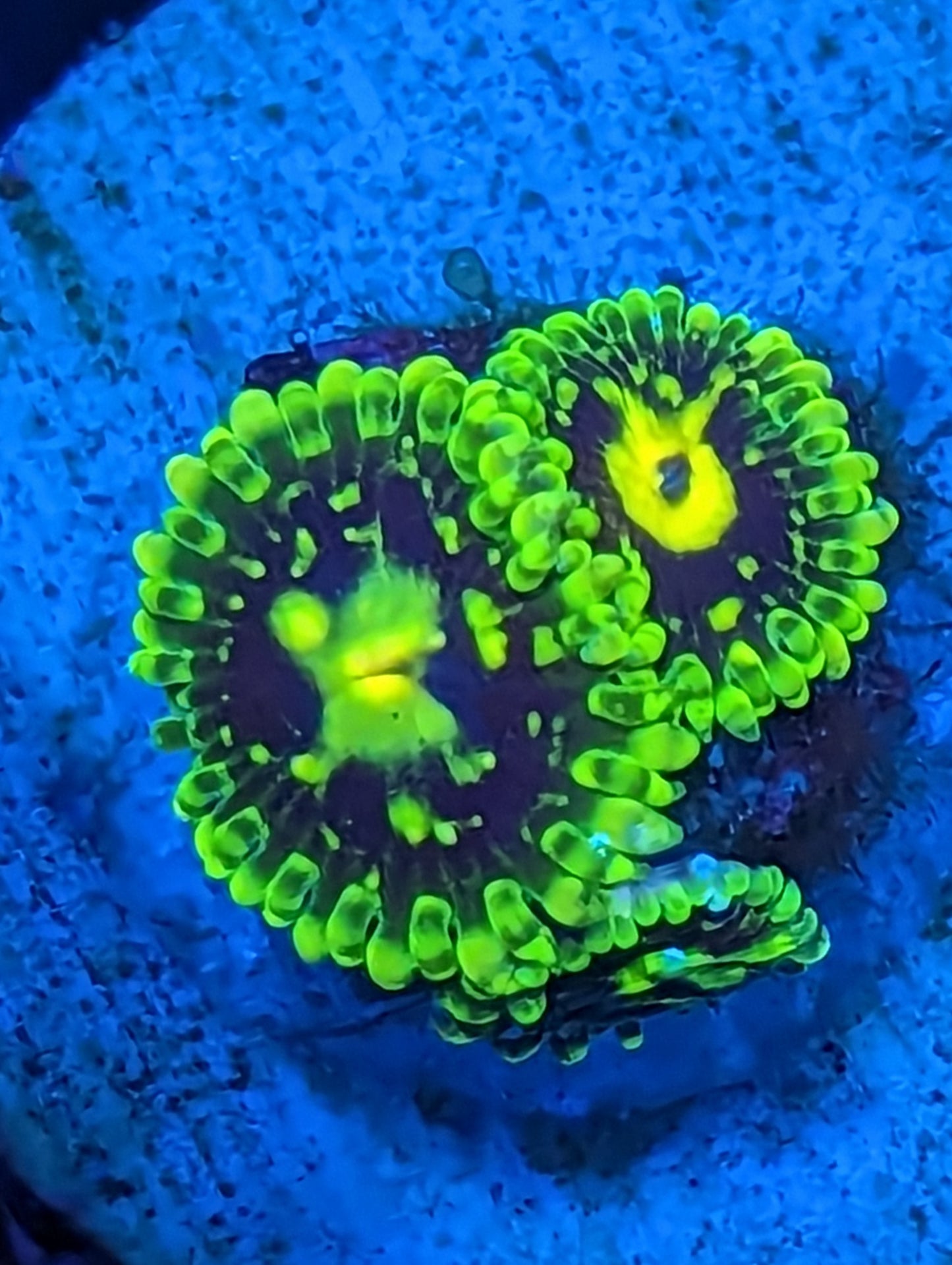 Exosphere Zoanthids WYSIWYG