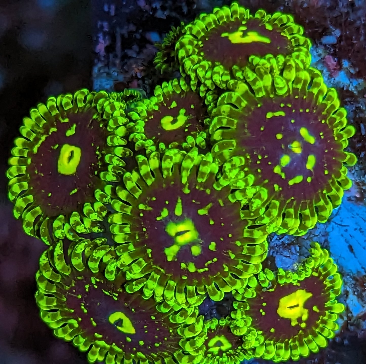 Exosphere Zoanthids Mini Colony WYSIWYG