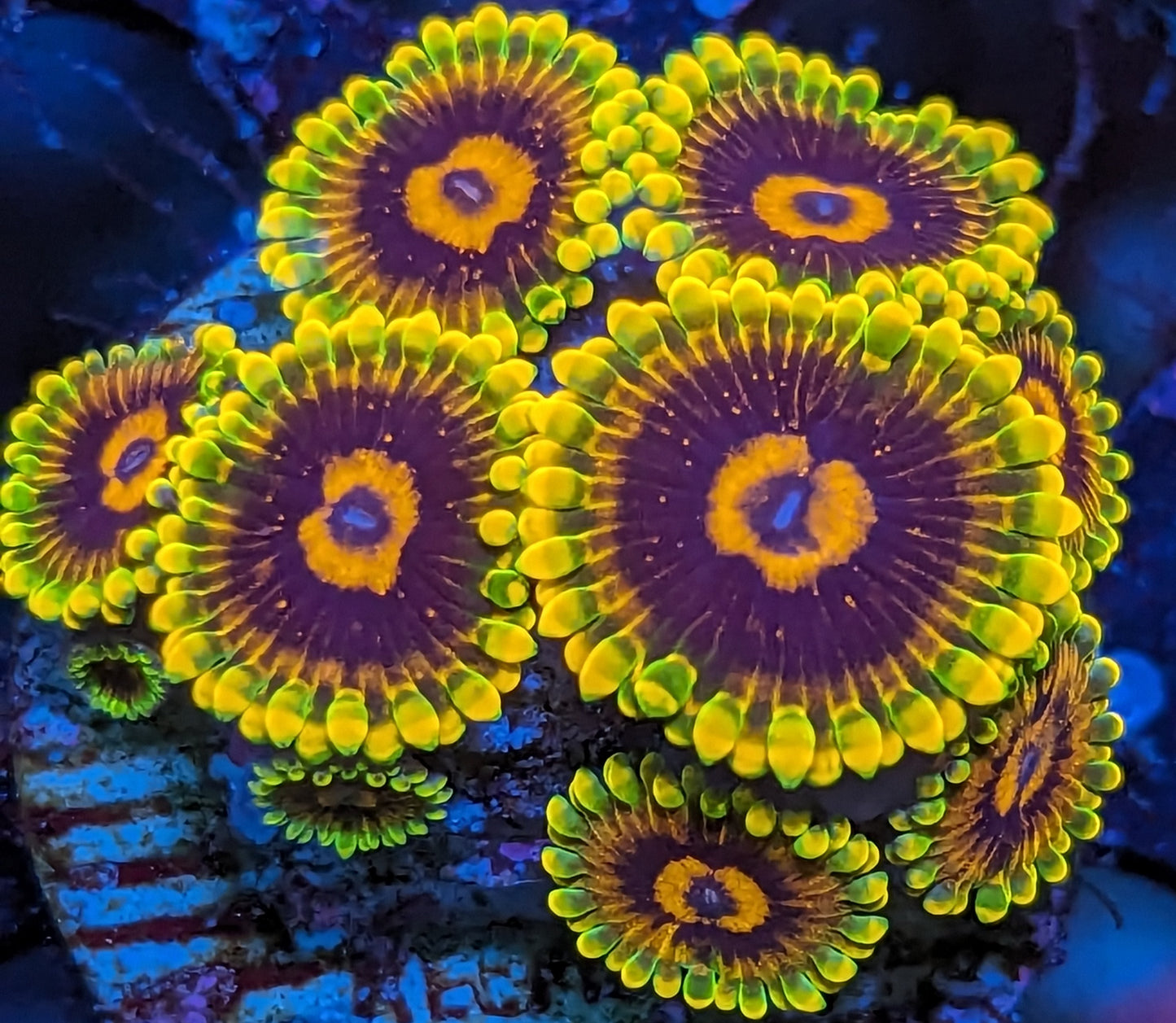 Jedi Mind Tricks Zoanthids Mini Colony WYSIWYG