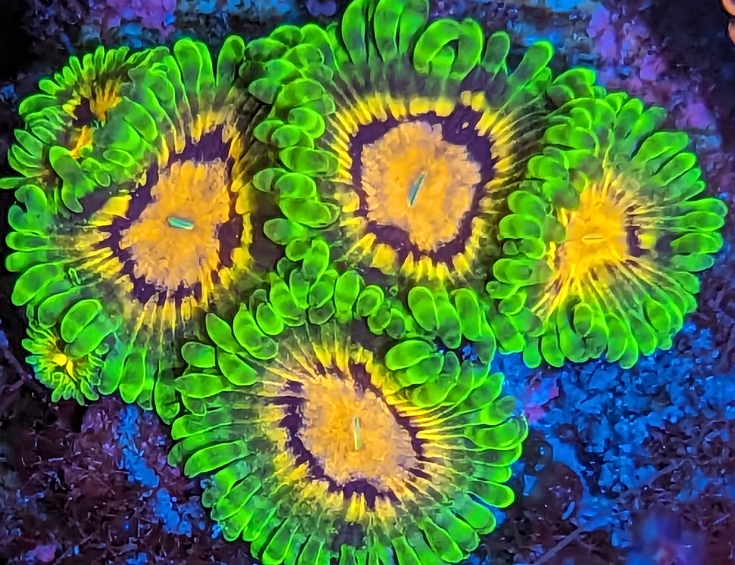 Marvin The Martians Zoanthids Mini Colony WYSIWYG