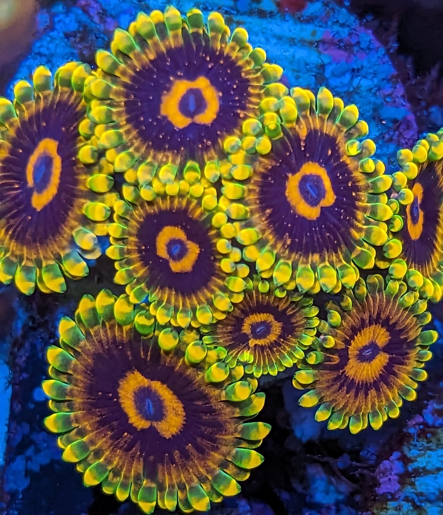 Jedi Mind Tricks Zoanthids Mini Colony WYSIWYG
