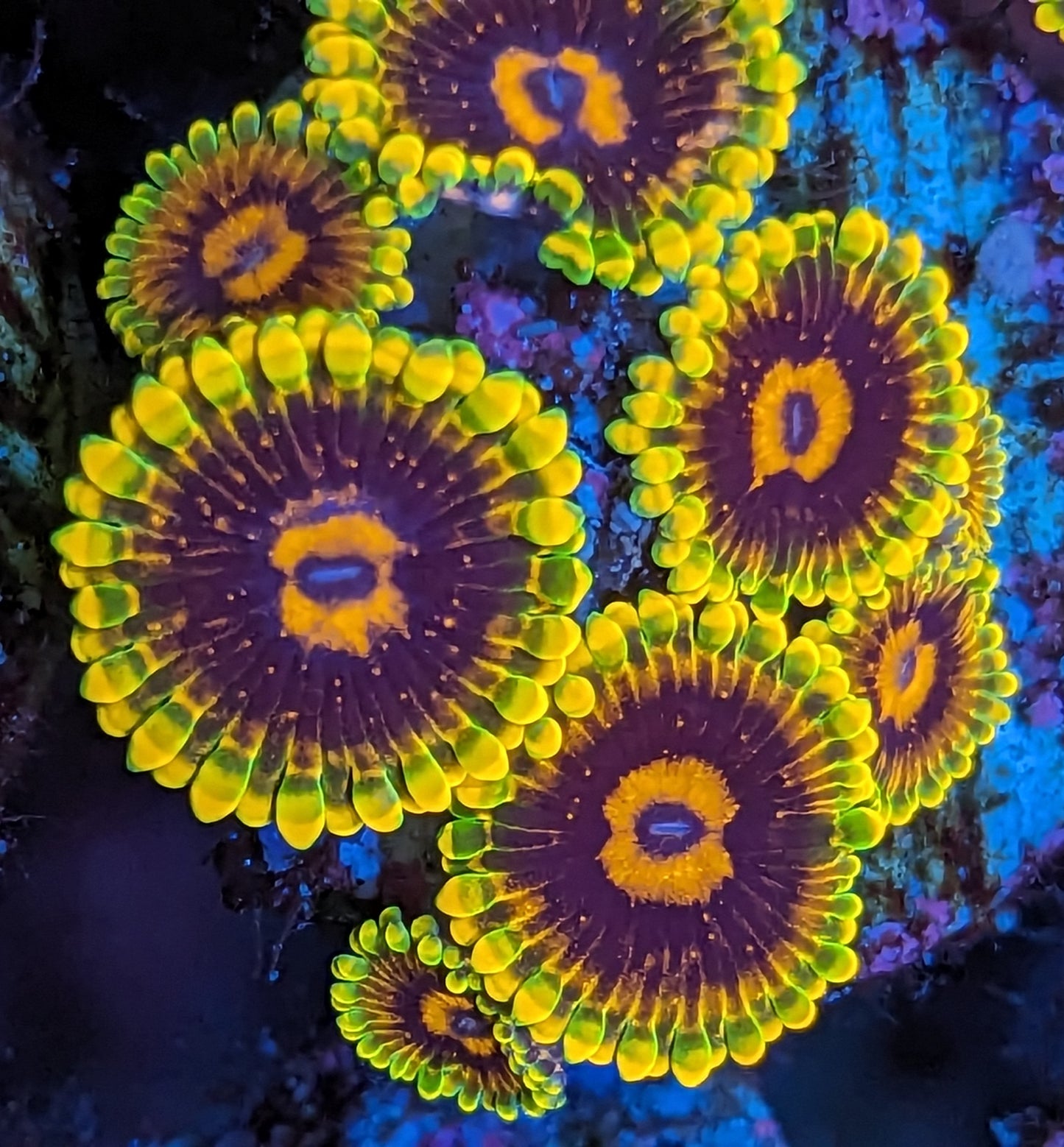 Jedi Mind Tricks Zoanthids Mini Colony WYSIWYG