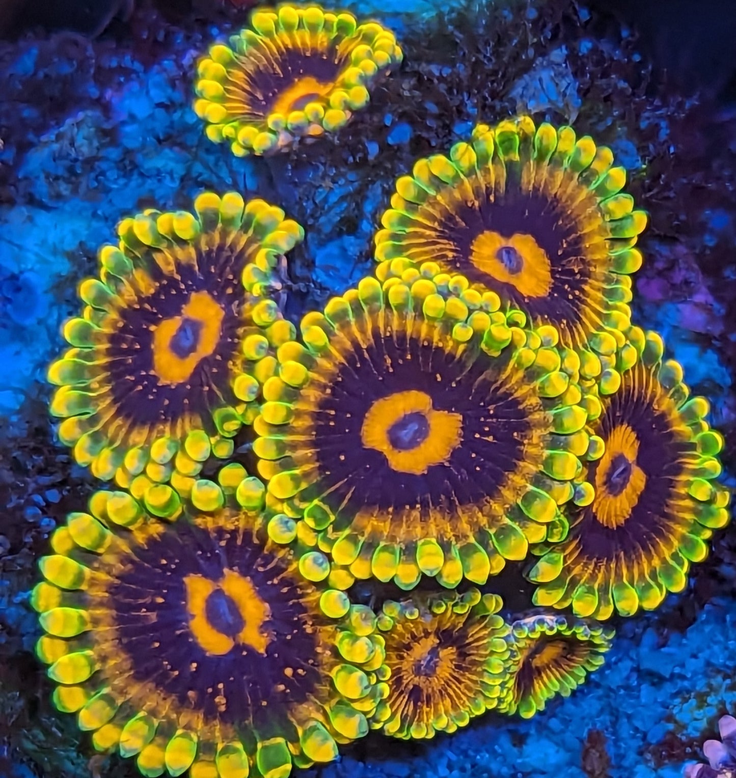Jedi Mind Tricks Zoanthids Mini Colony WYSIWYG