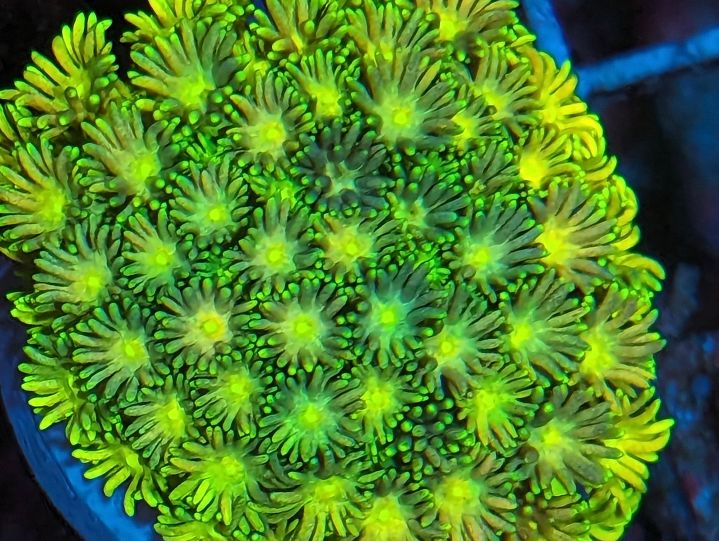 WYSIWYG VC Rainbow Goniopora