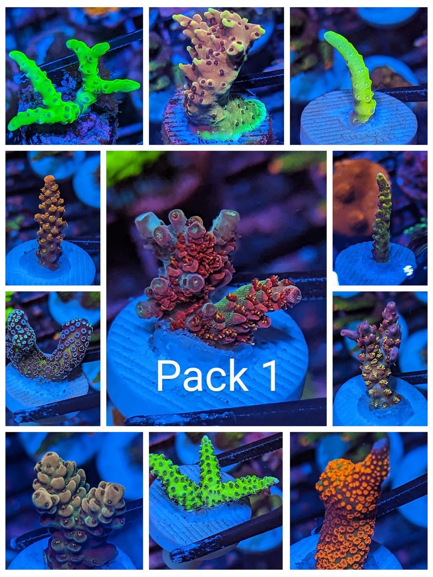 SPS Pack WYSIWYG 11 Pieces