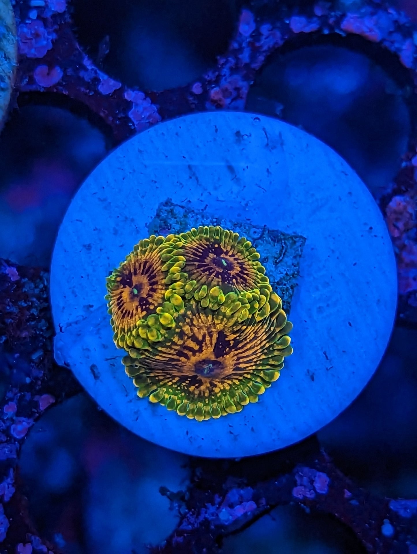 WYSIWYG GMK colony Zoa - ValentinoCorals