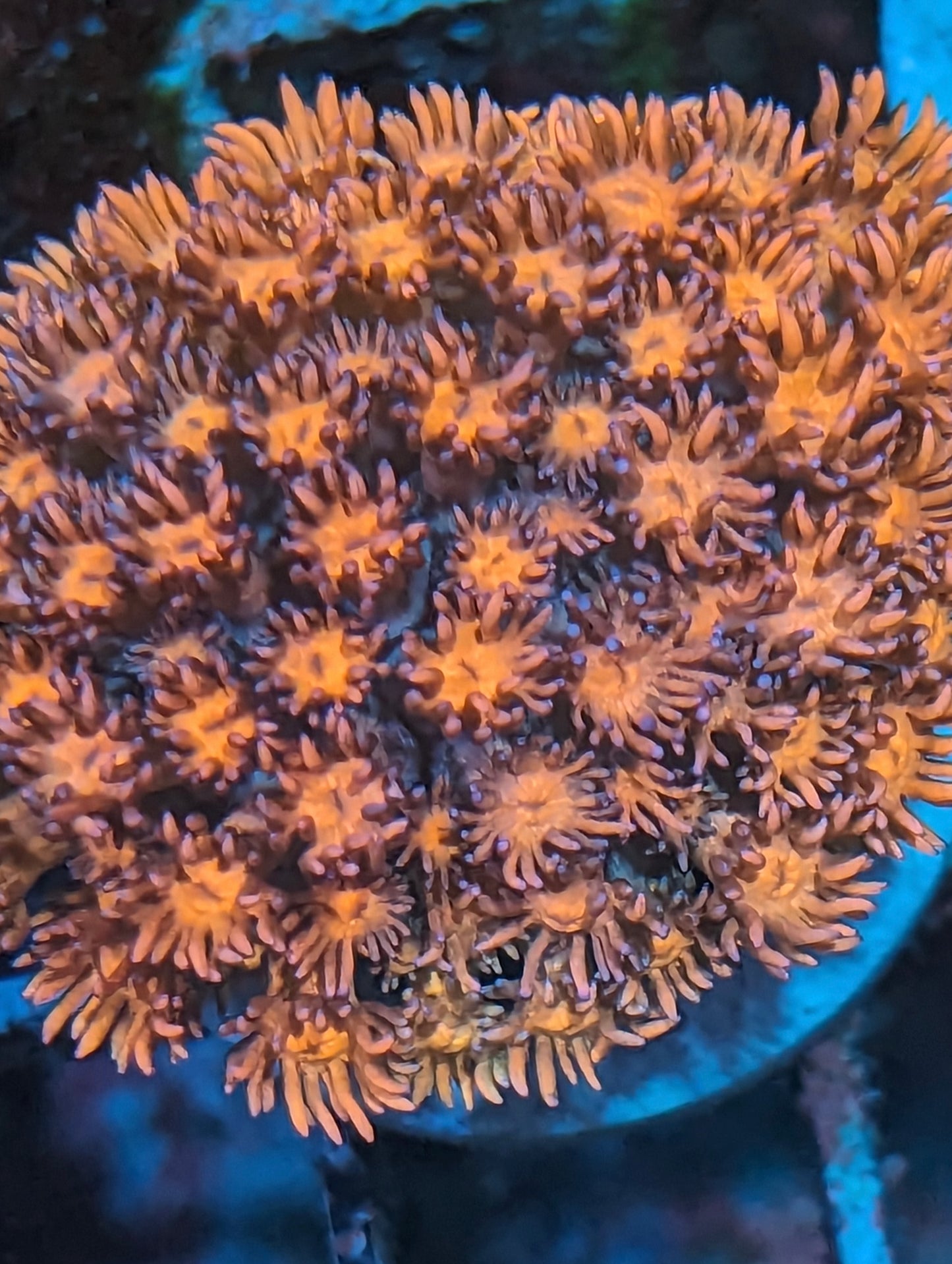 WYSIWYG VC Rainbow Goniopora
