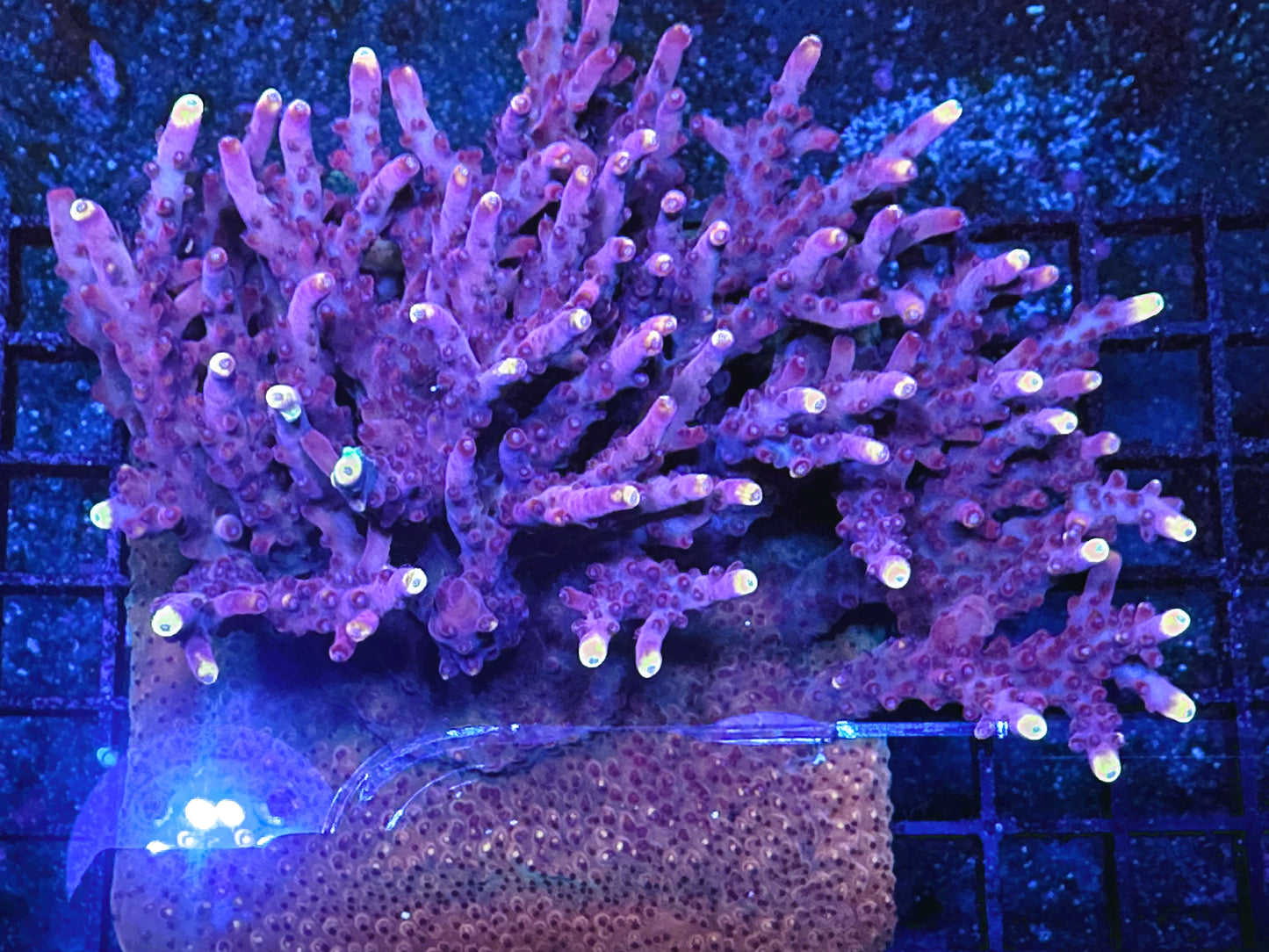 JF Fox Flame Acropora