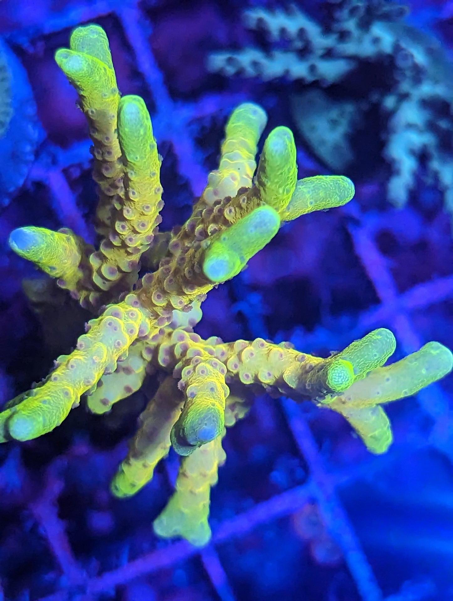 Goldenrod Anacropora