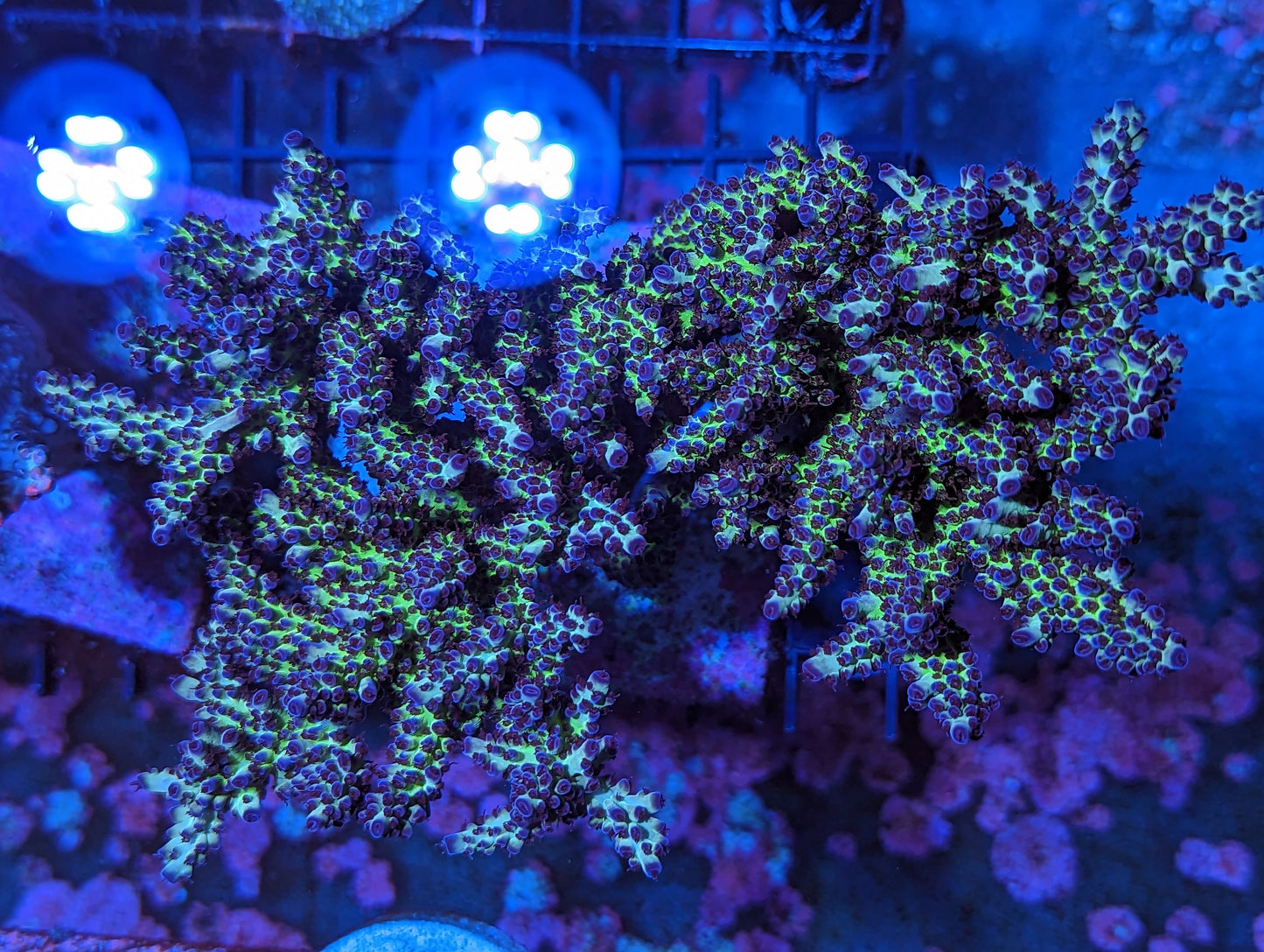Blueberry Nasuta Acropora