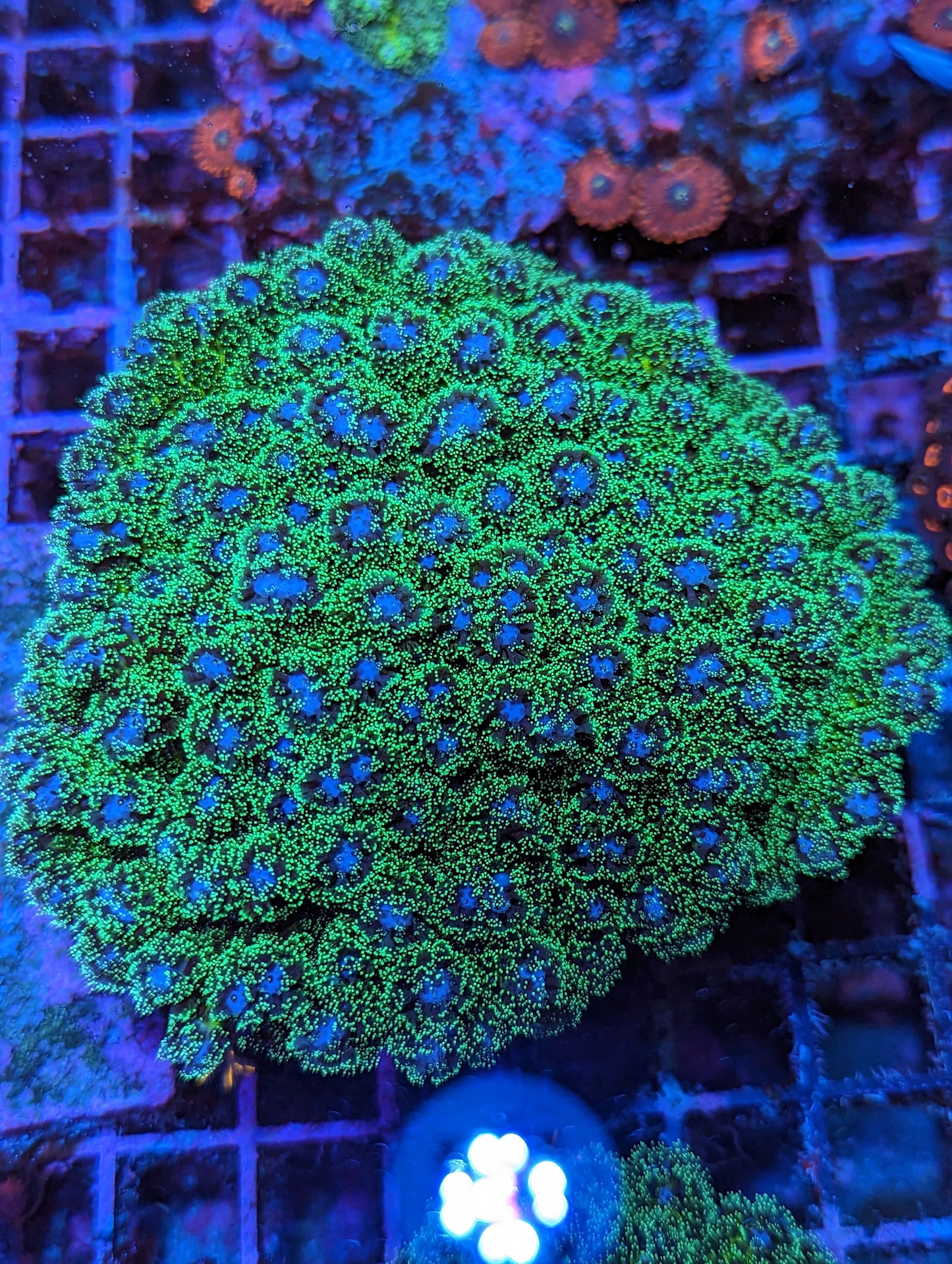 Green Pocillopora