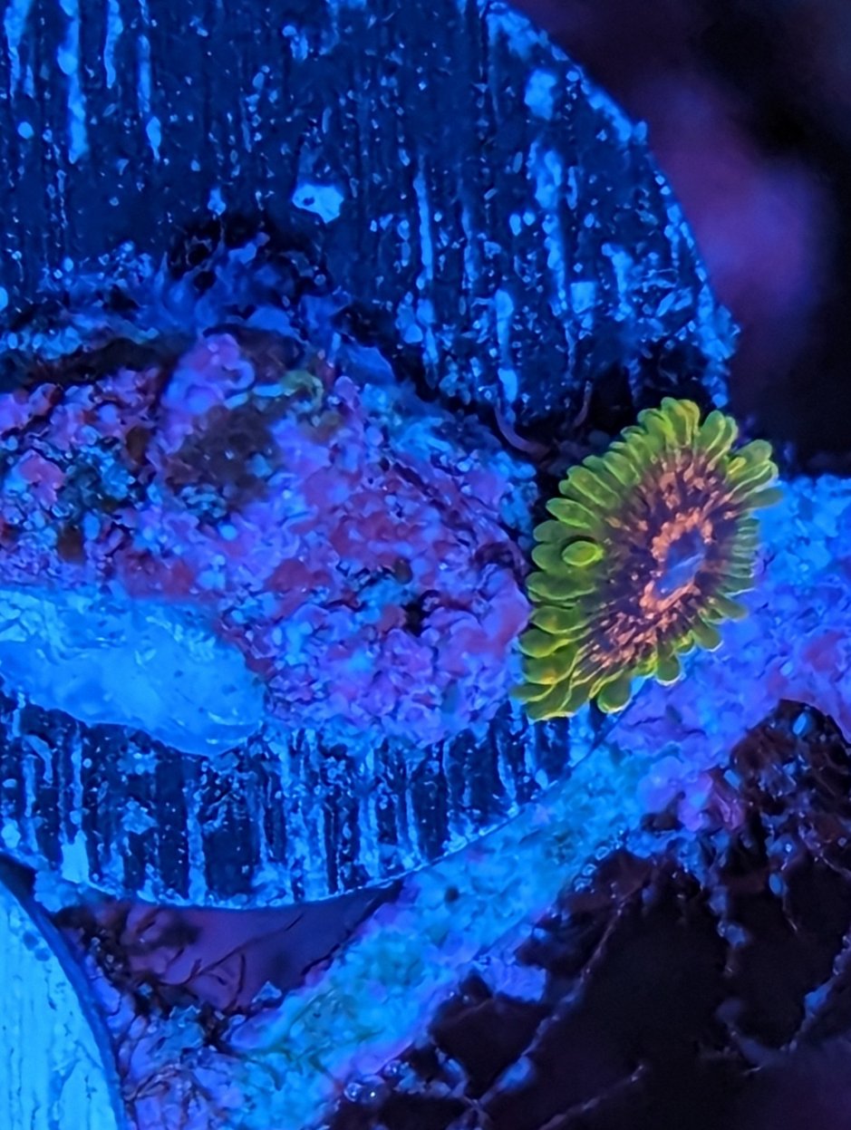 Wysiwyg Predators Zoa 1 Head Frag