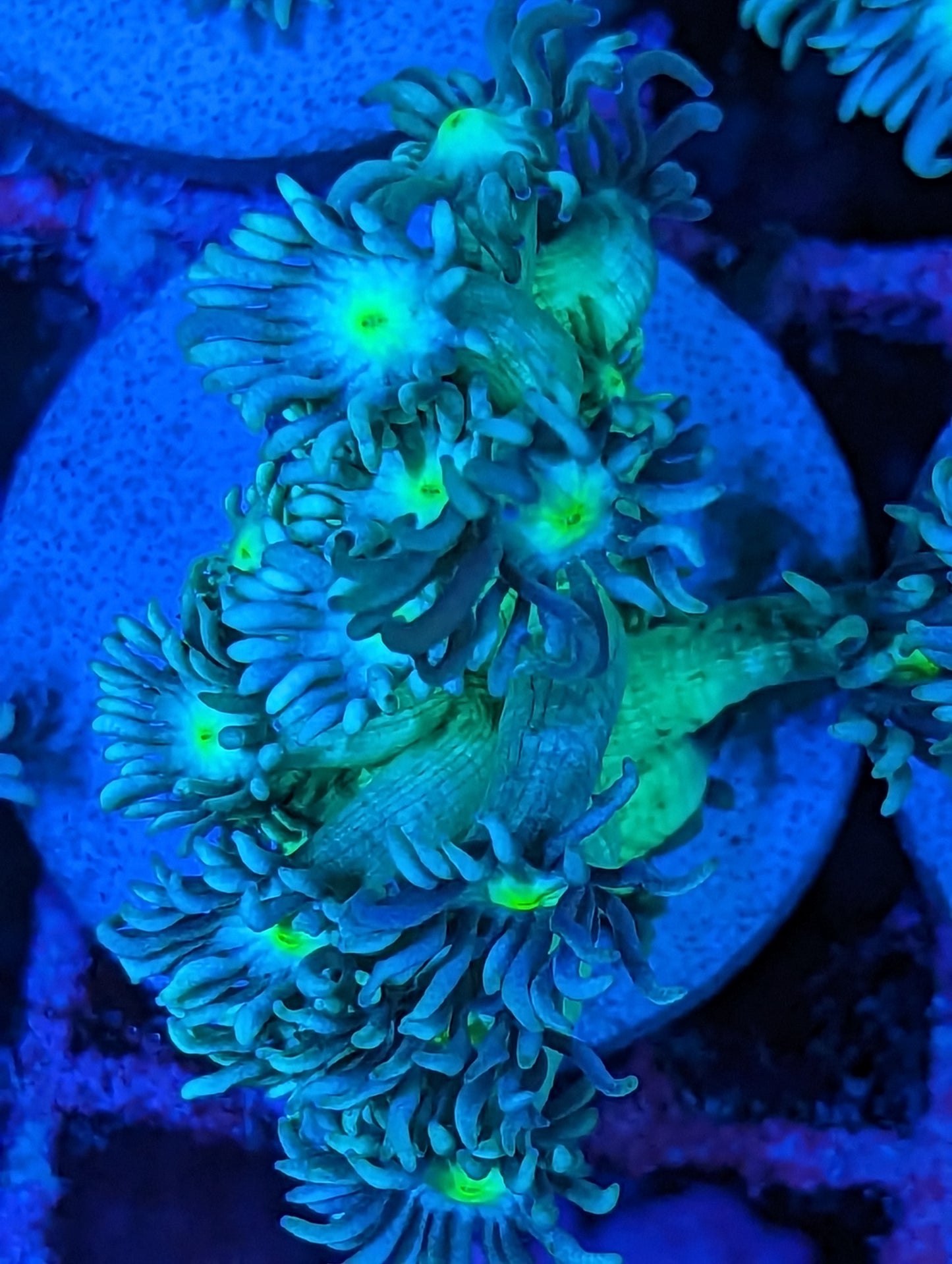 Wywiwyg Rainbow Goniopora