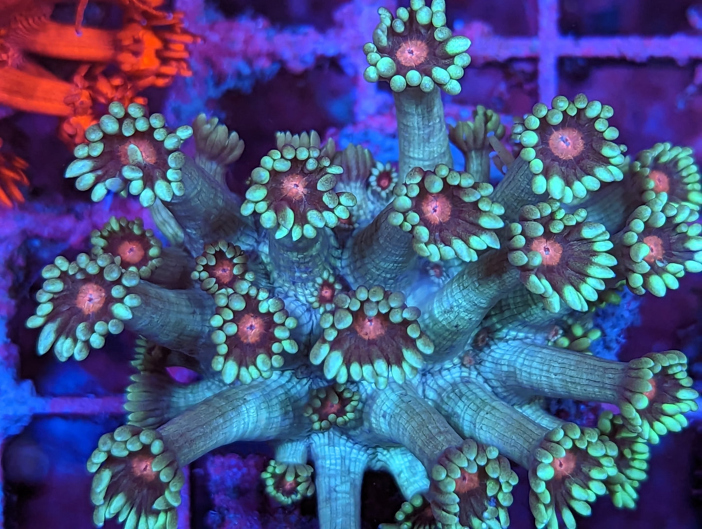 Wysiwyg Ultra Red Eye Goniopora