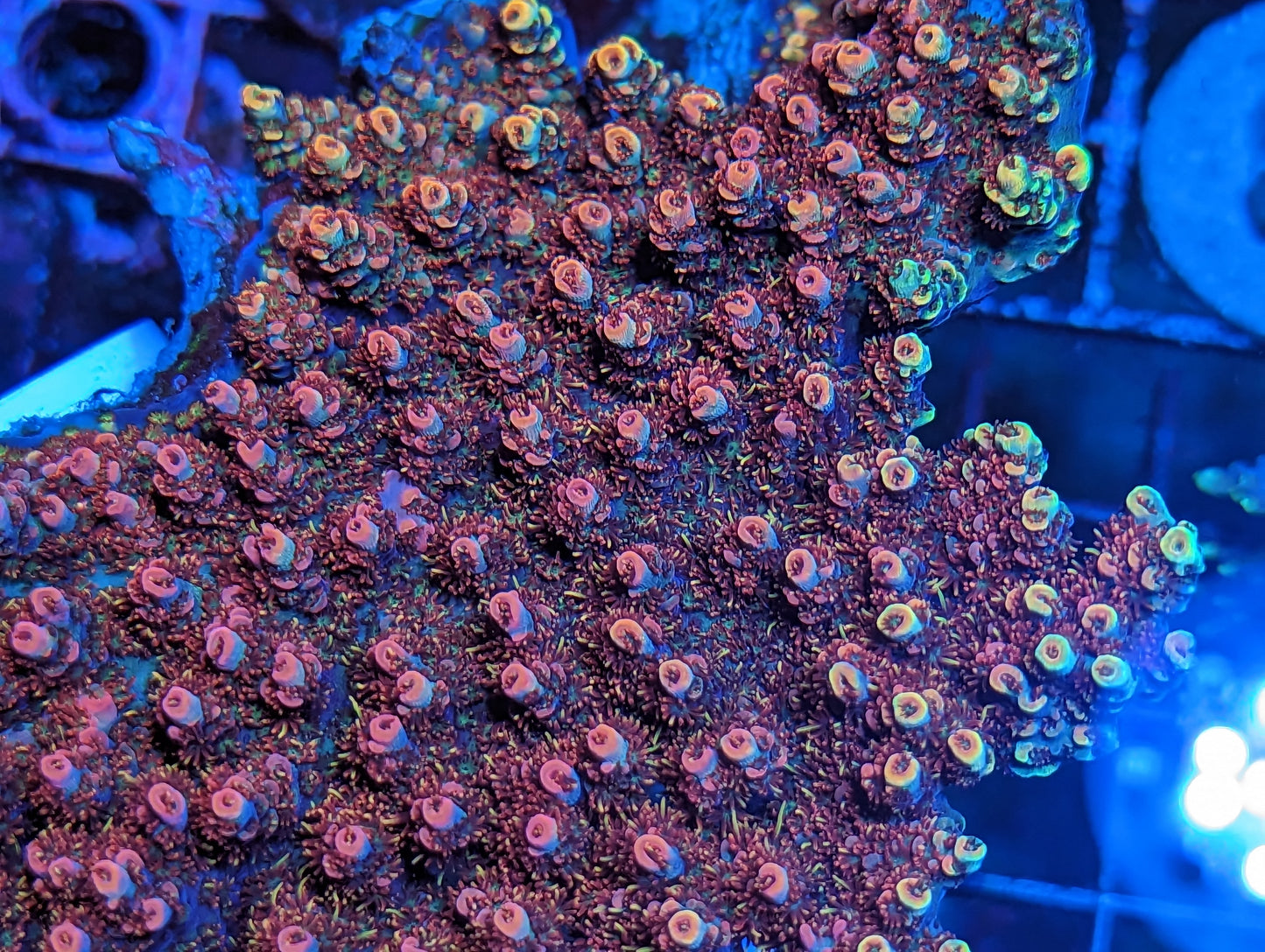 Carolina Reaper Acropora - ValentinoCorals