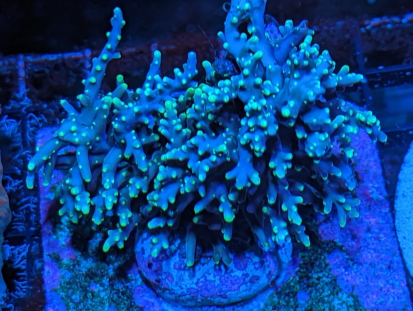 Green Dragon Acropora