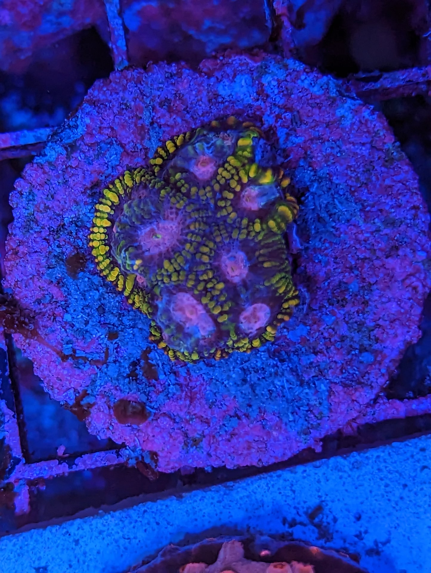Wysiwyg Rainbow Favia frag