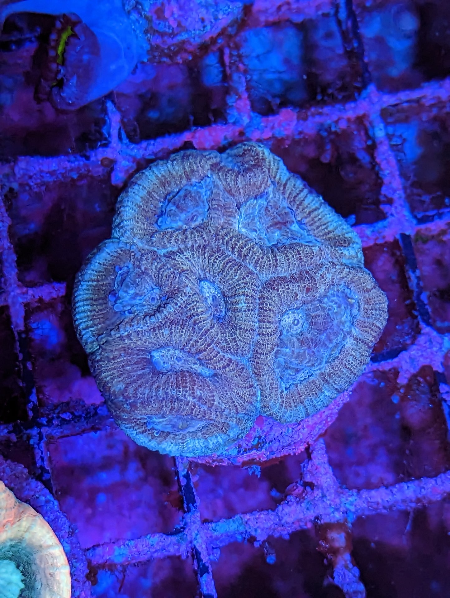 Wysiwyg Blue Favia frag
