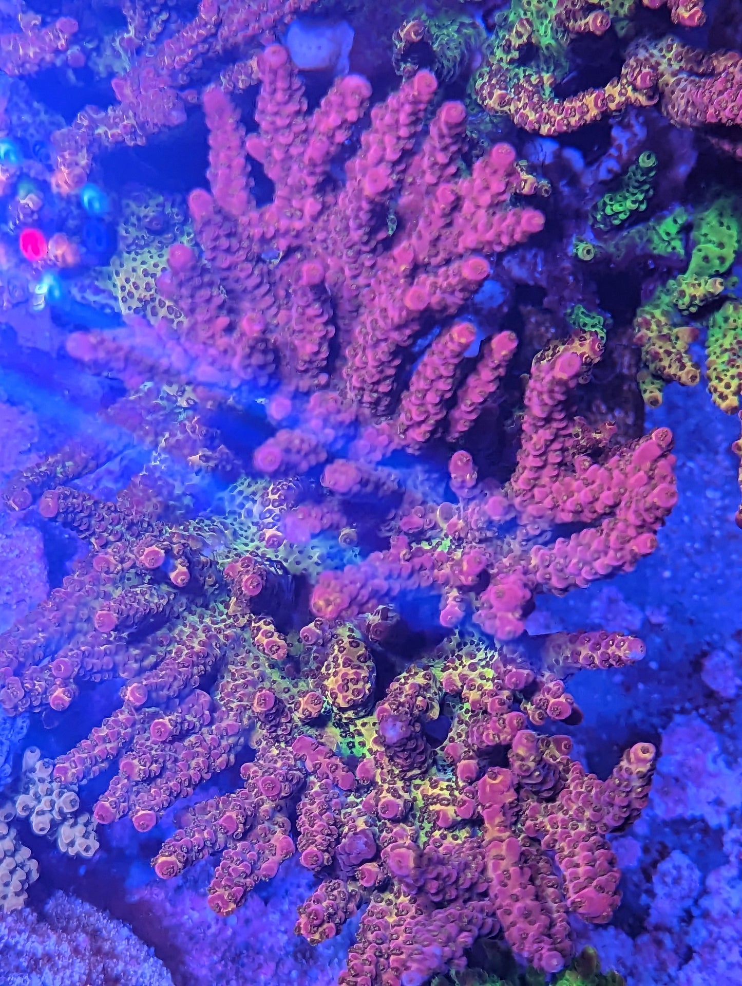 PC Rainbow Acropora