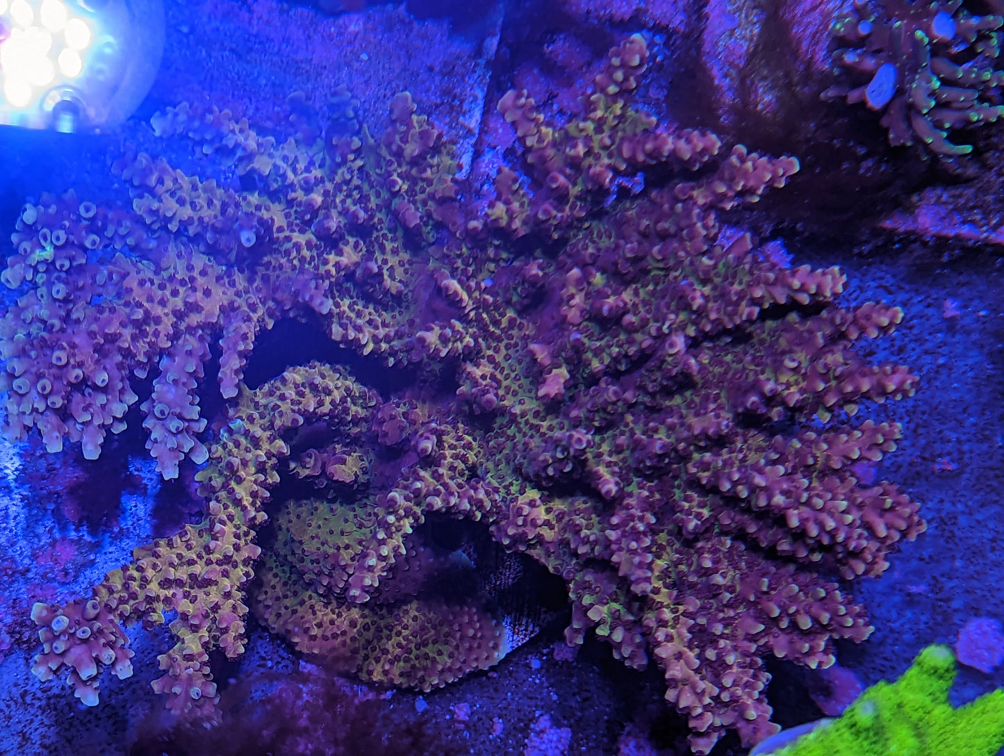 Pink Cadillac Acropora