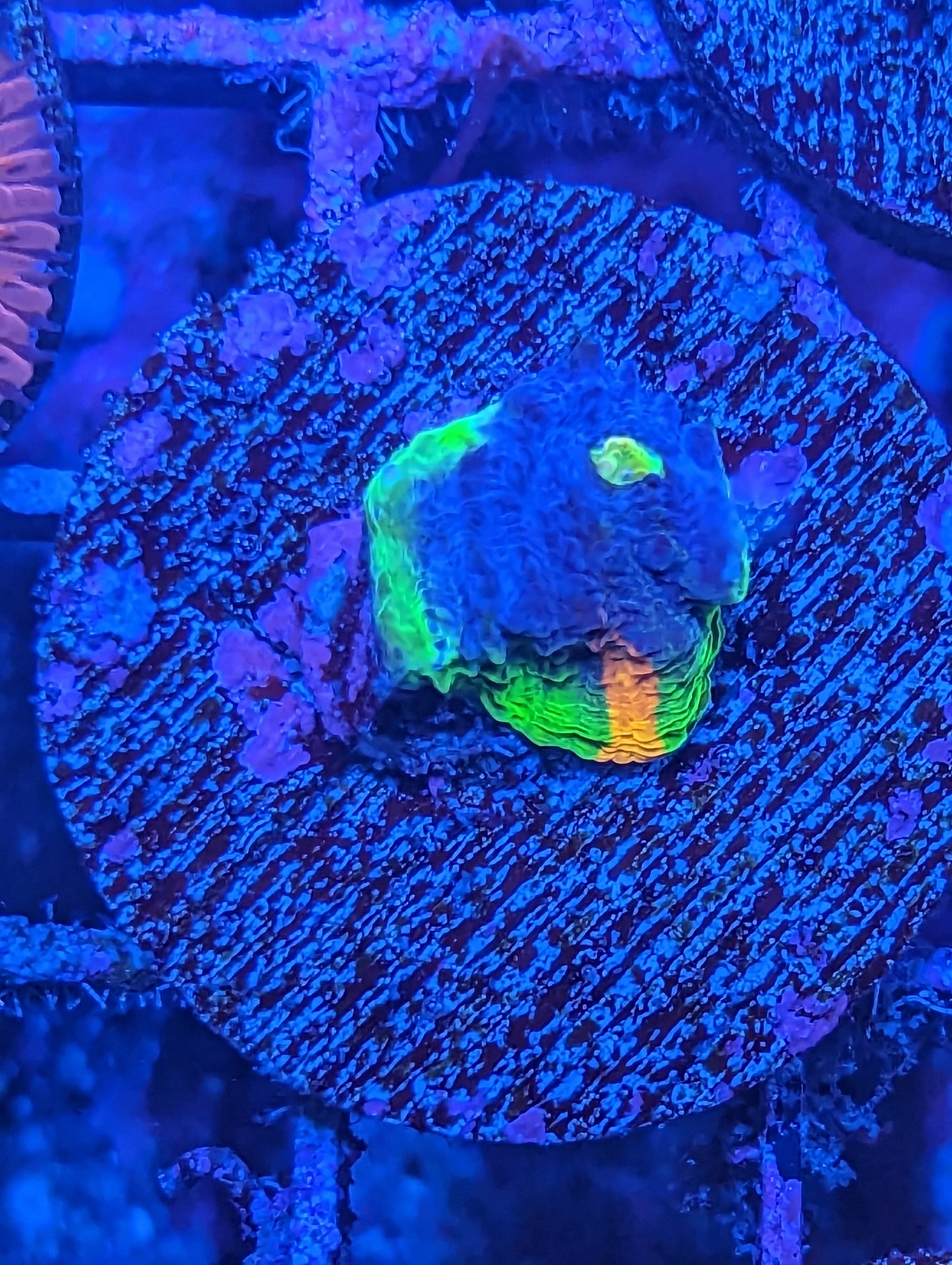 WYSIWYG Rainbow Chalice